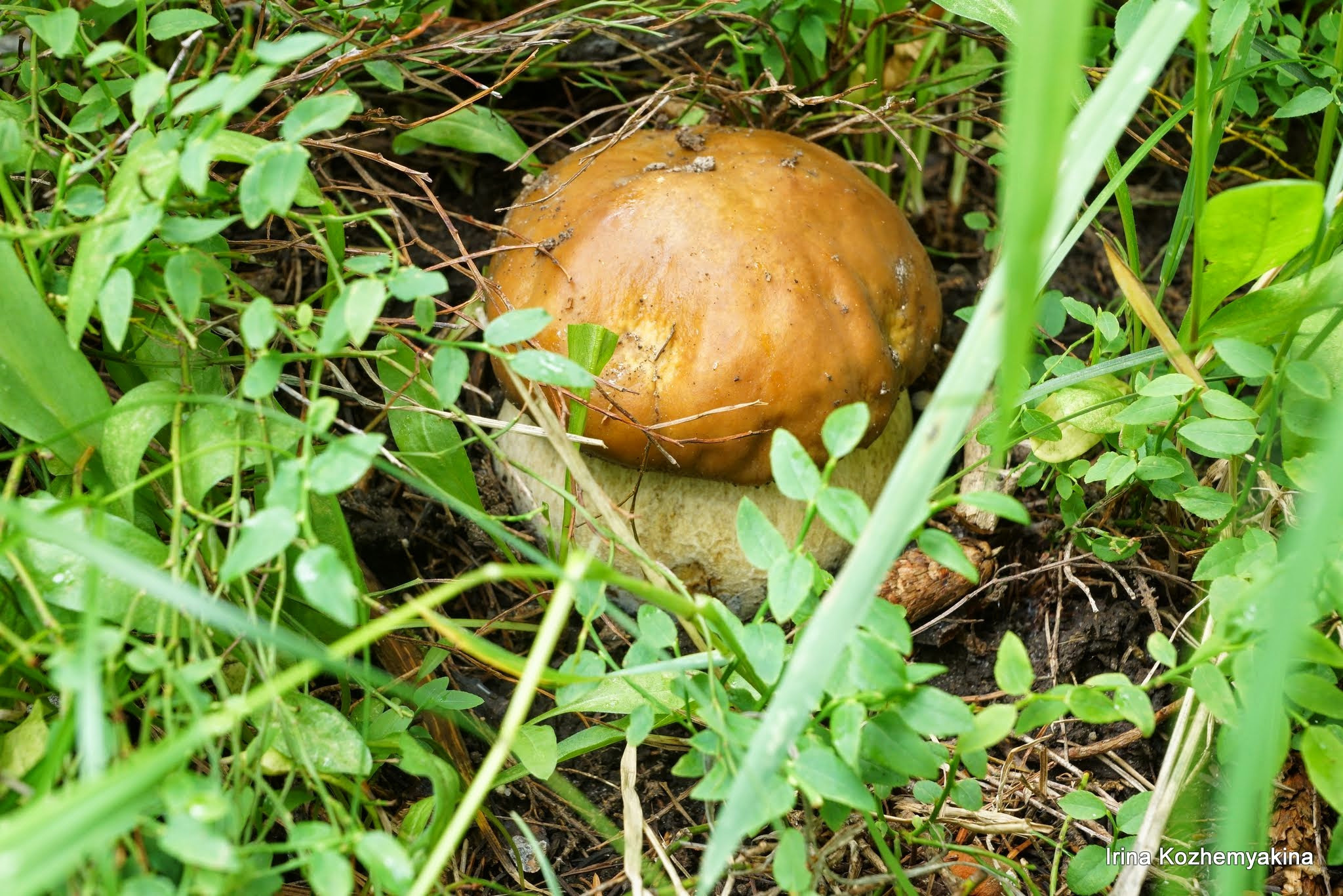 2014-08-10, Mushrooms. Photographer Irina Kozhemyakina. Houston
