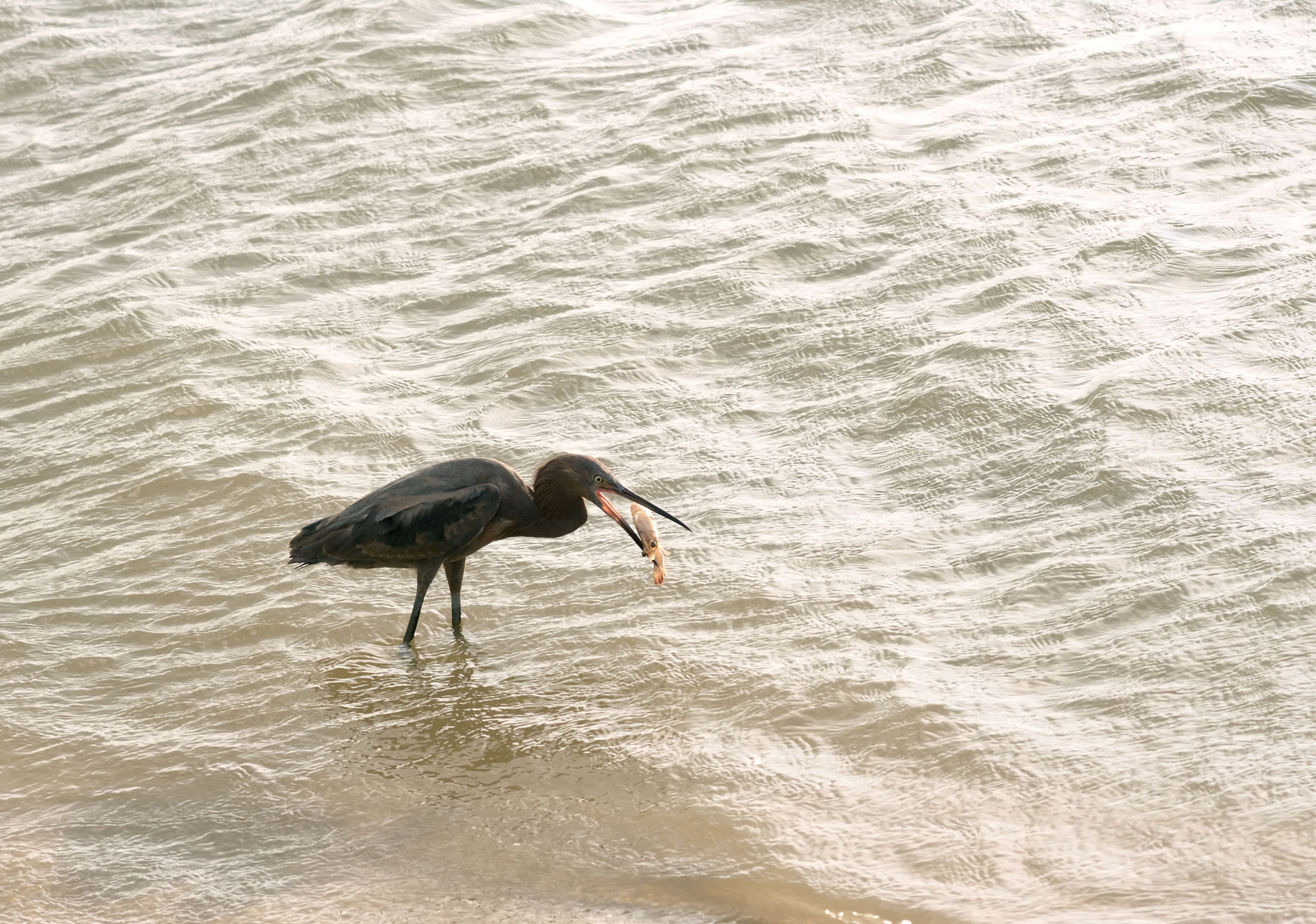 На берегу цапли ожидали от нас улов, но мы смогли им предложить только креветку