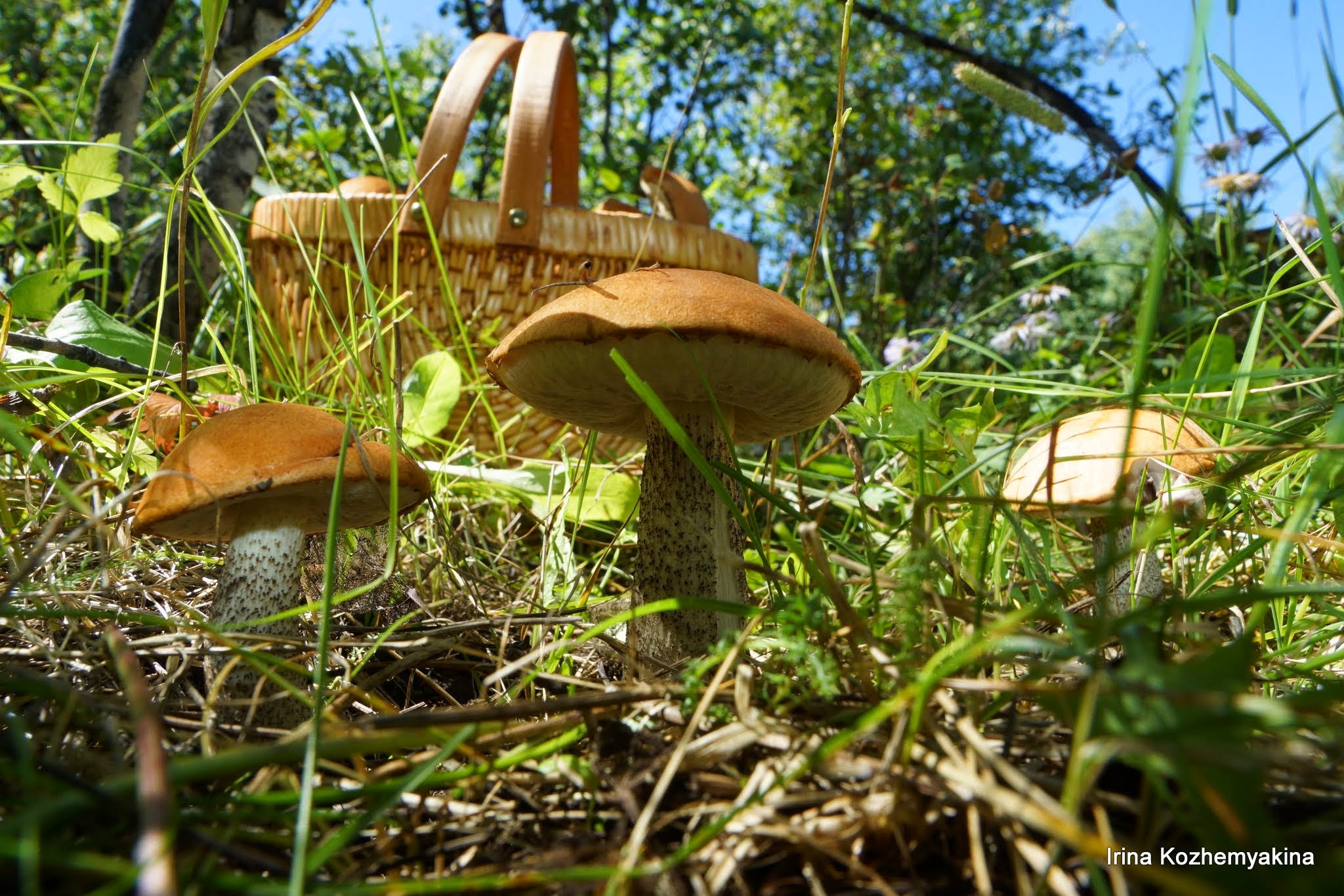 2014-08-10, Mushrooms. Photographer Irina Kozhemyakina. Houston