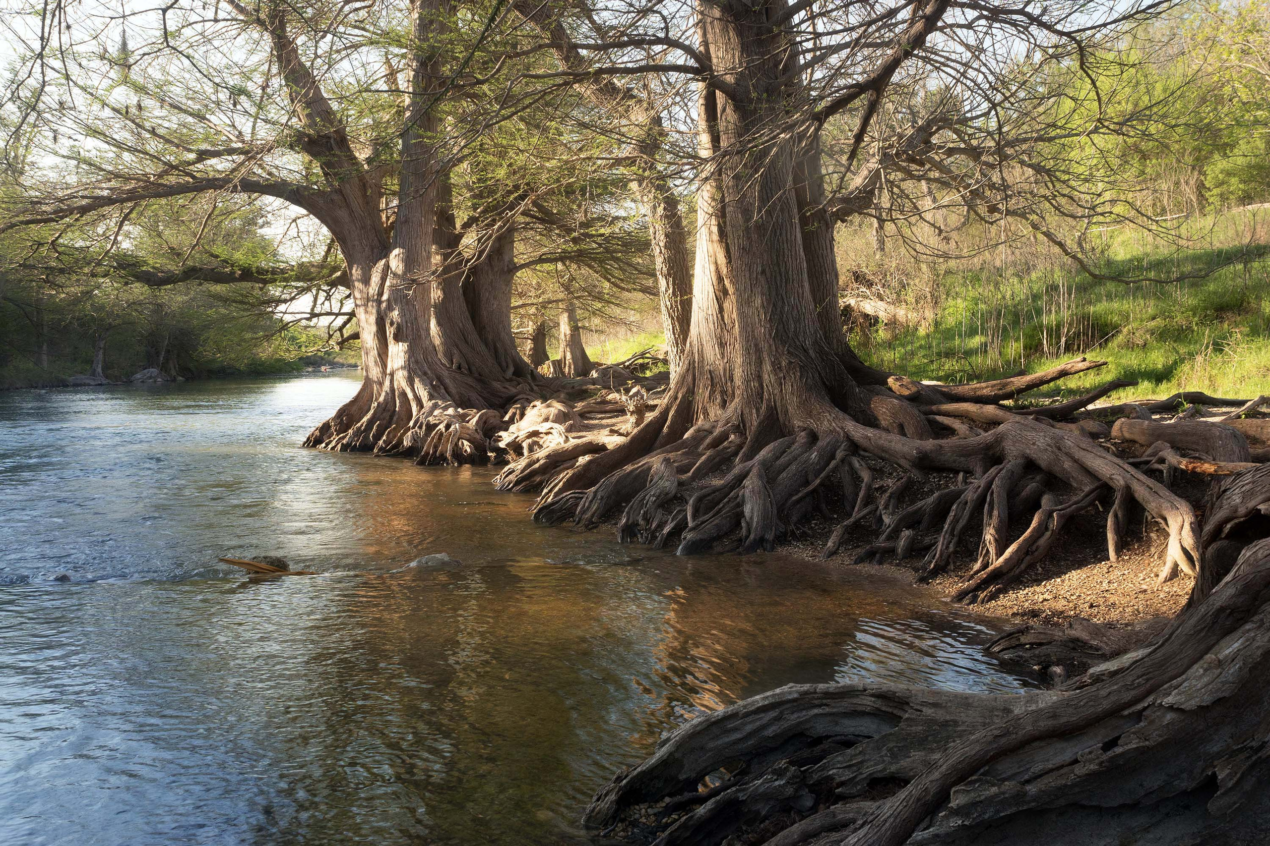 Guadalupe River State Park. Photographer Irina Kozhemyakina. Houston