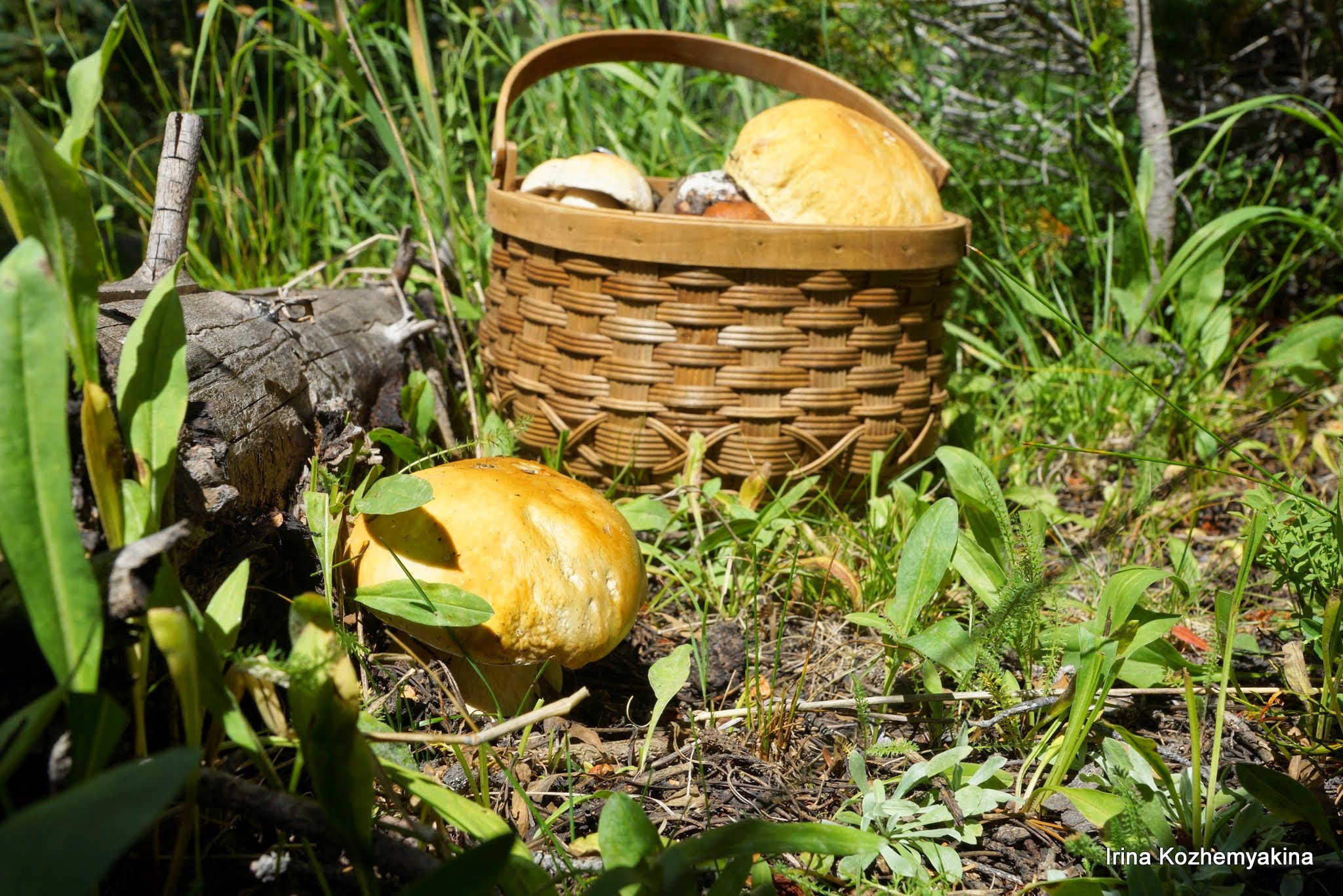 2014-08-10, Mushrooms. Photographer Irina Kozhemyakina. Houston