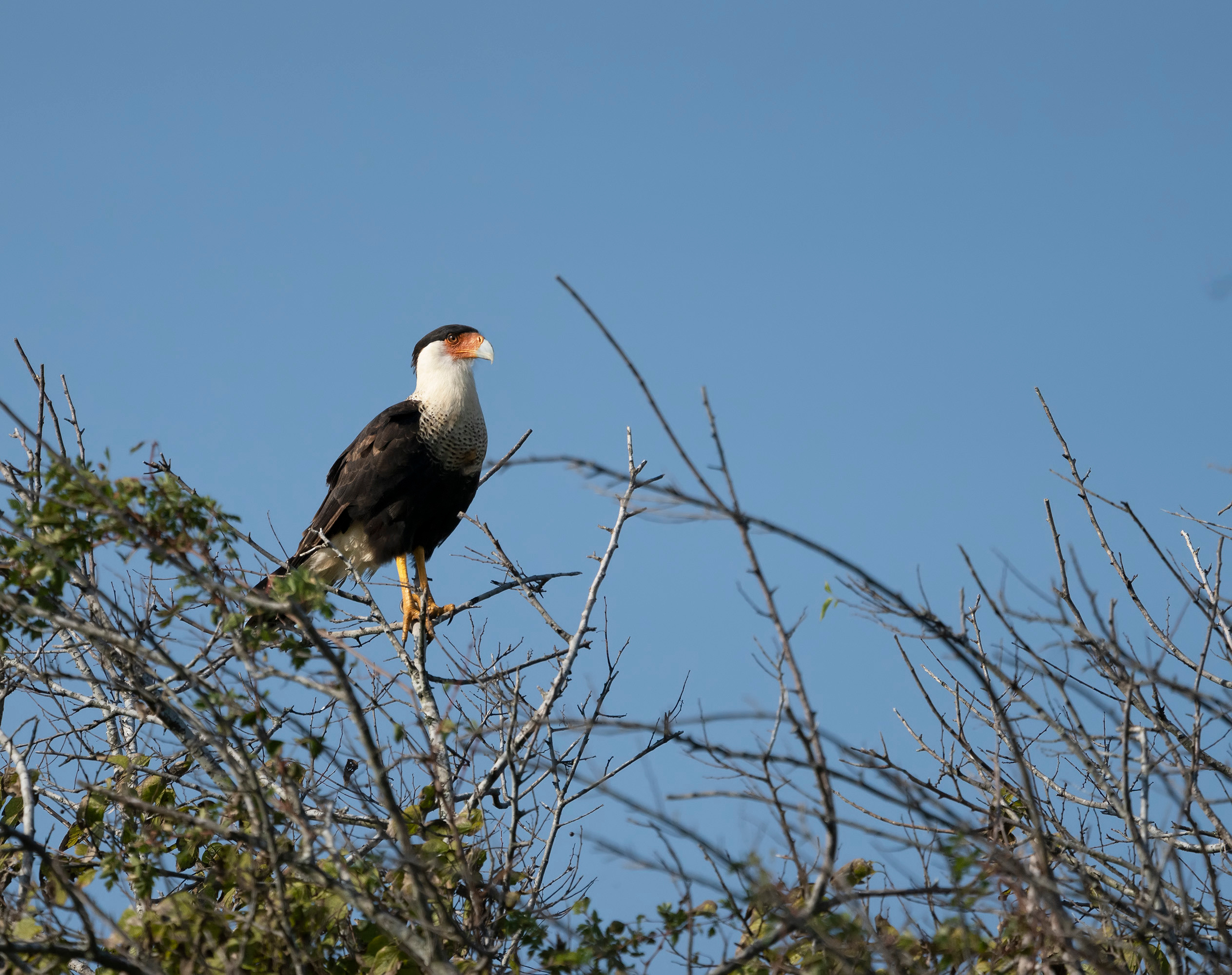 San Bernard National Wildlife. Photographer Irina Kozhemyakina. Houston
