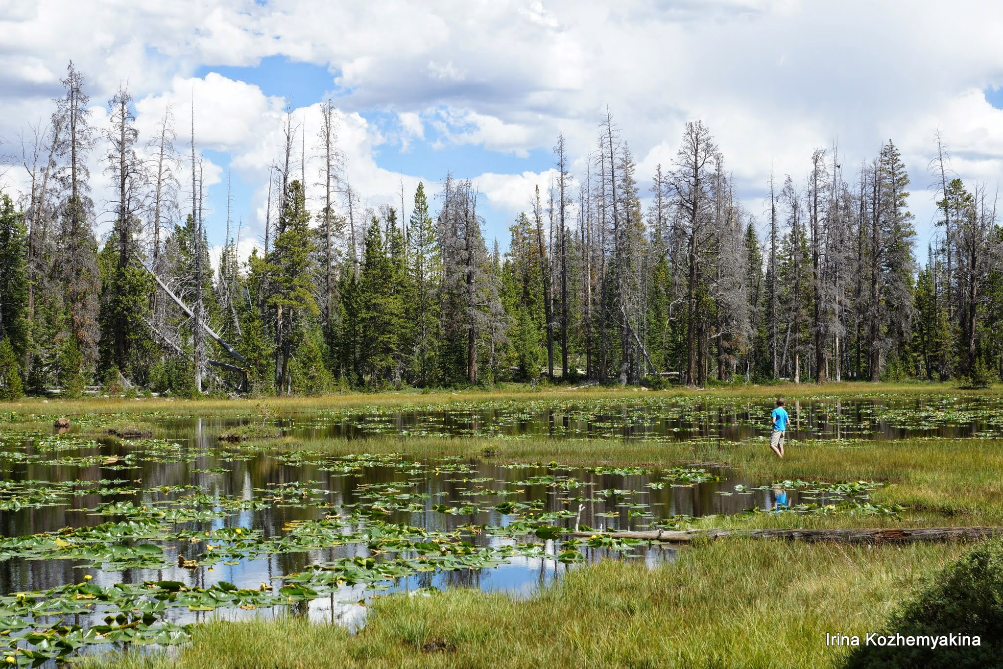 2014-08-10, Mushrooms. Photographer Irina Kozhemyakina. Houston