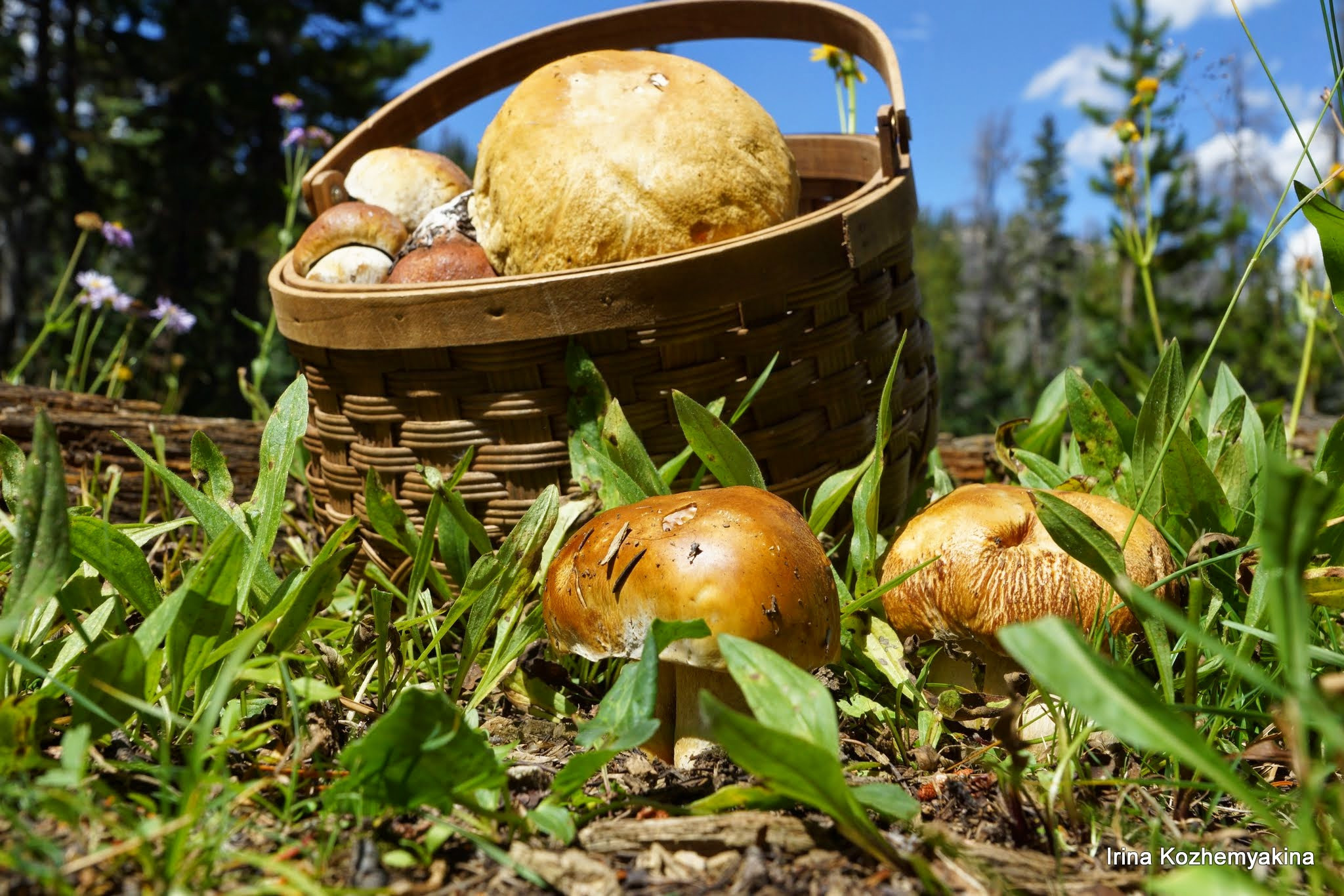 2014-08-10, Mushrooms. Photographer Irina Kozhemyakina. Houston