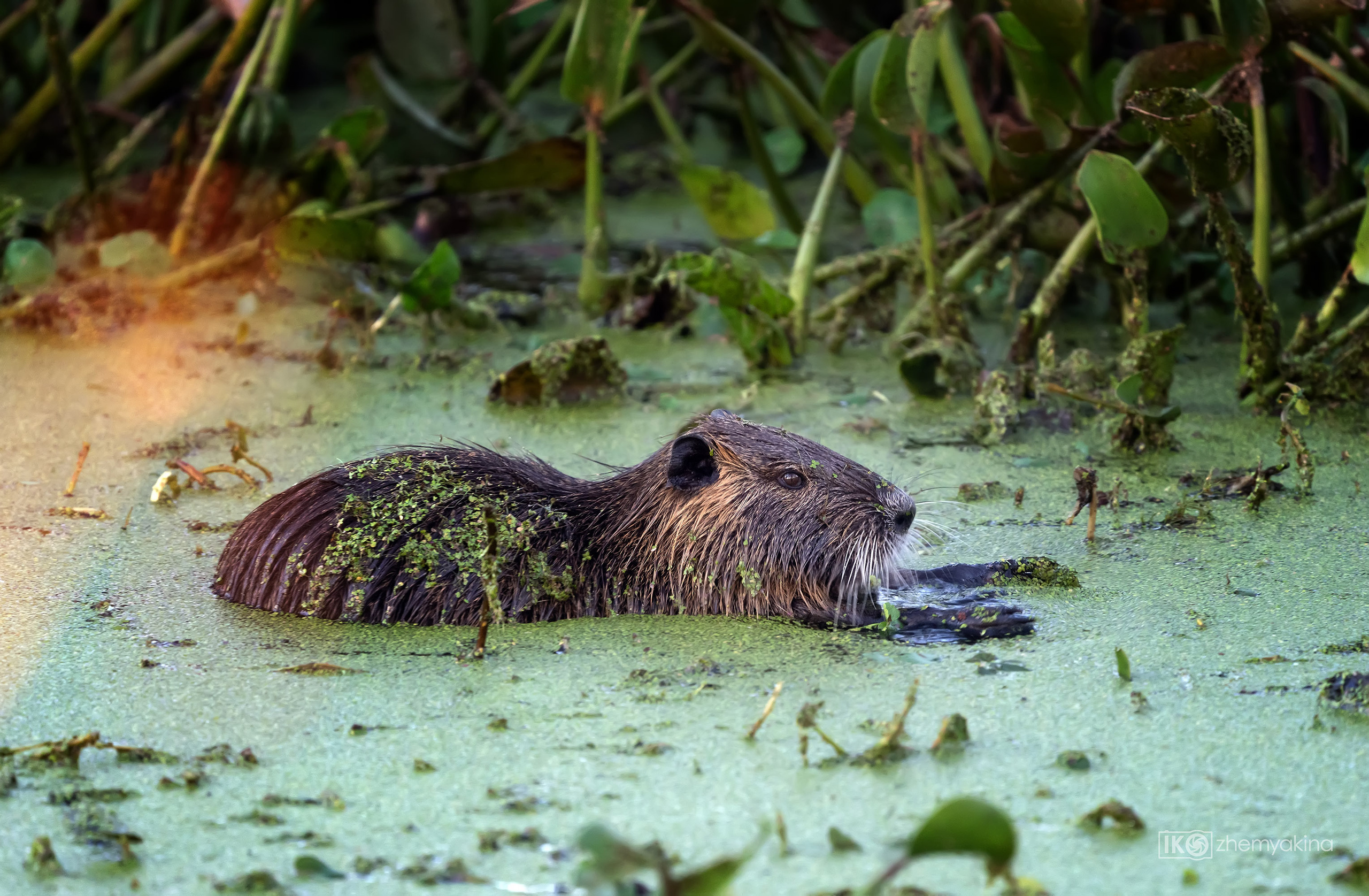Brazos Bend State Park — Texas Parks and Wildlife. Photographer Irina Kozhemyakina. Houston