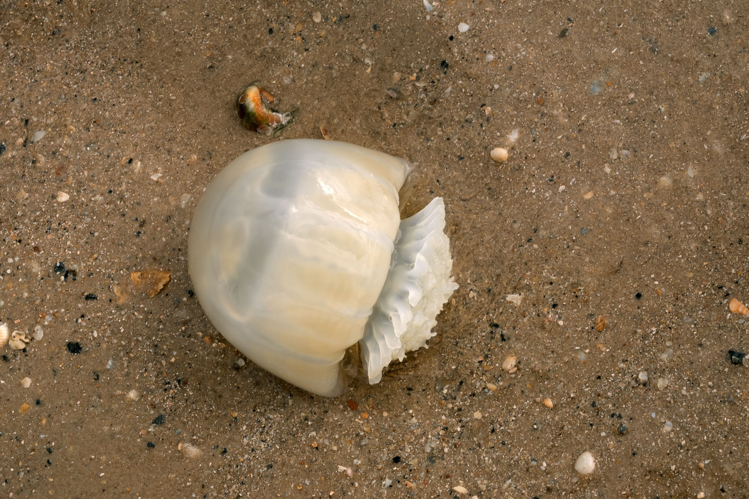 В воде плавали белые шары и вначале мы не могли понять что это. Оказалось, что  это  один из самых интересных представителей отряда стрекающих, корнерот Stomolophus meleagris получил свое неофициальное название – пушечное ядро — за округлый, правильной формы зонтик