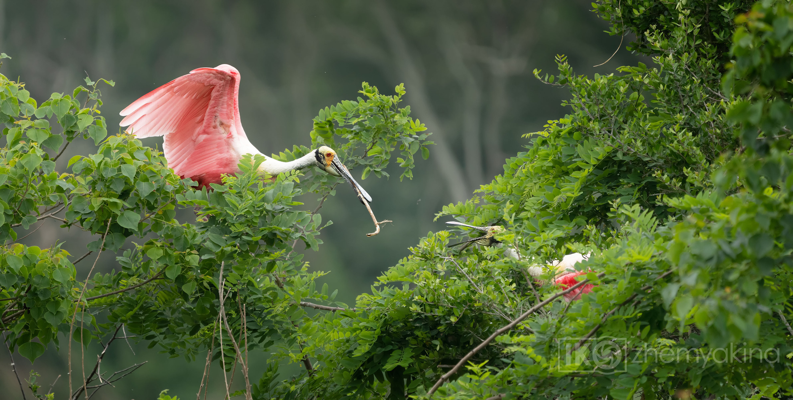 Smith Oaks Sanctuary. Photographer Irina Kozhemyakina. Houston