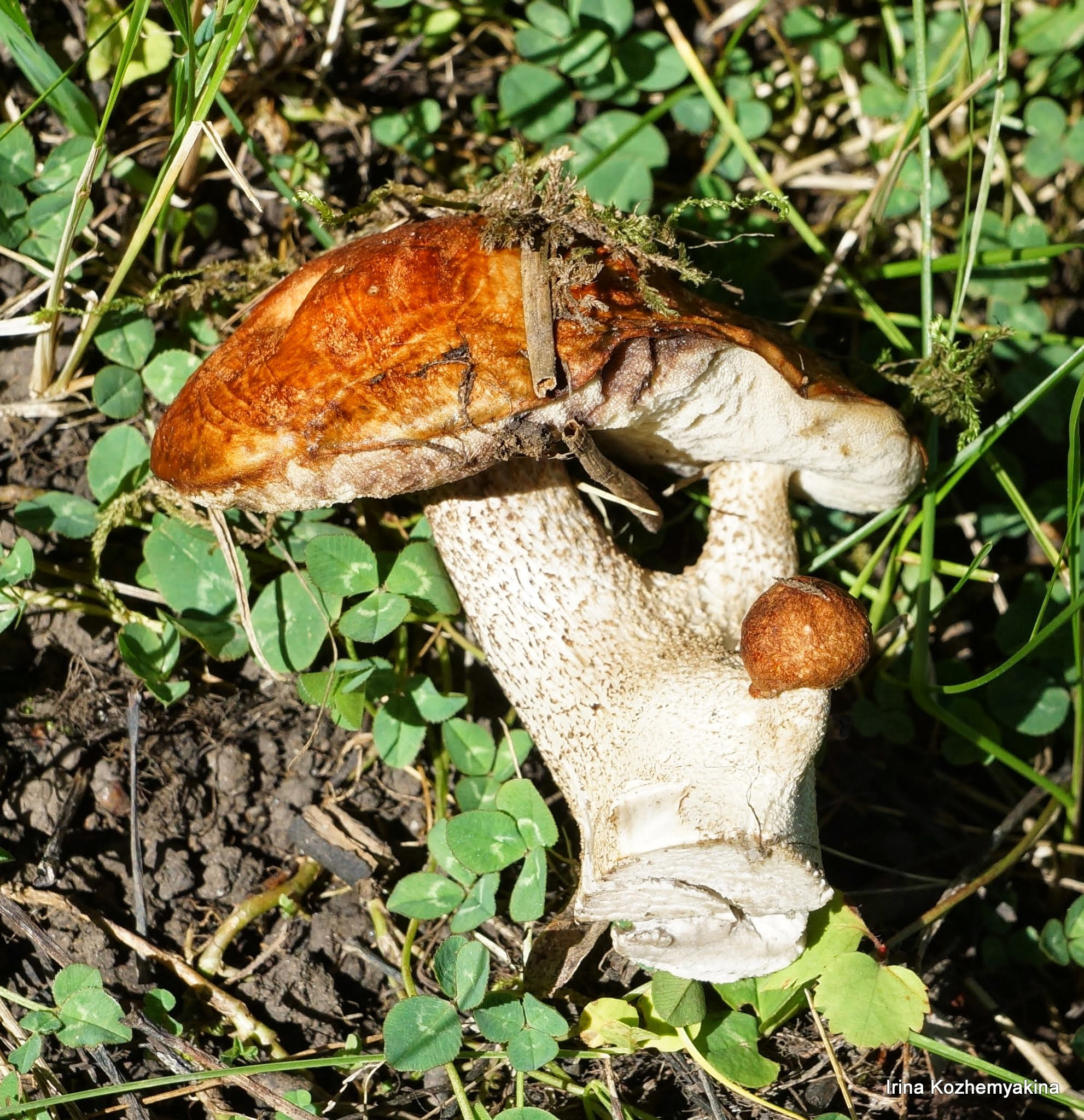 2014-08-10, Mushrooms. Photographer Irina Kozhemyakina. Houston