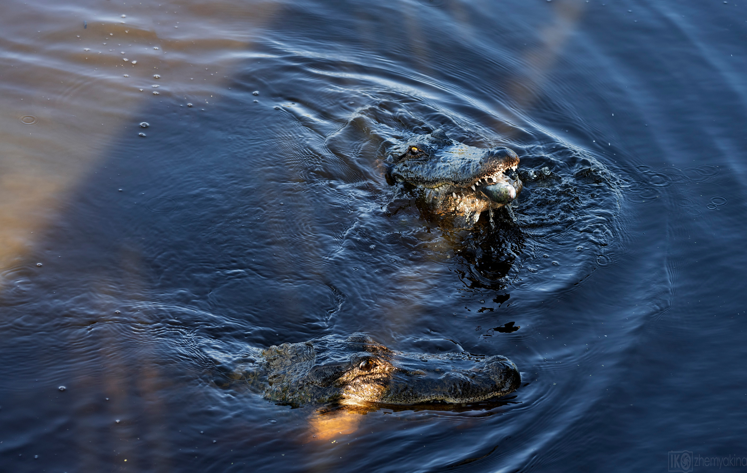 San Bernard National Wildlife. Photographer Irina Kozhemyakina. Houston