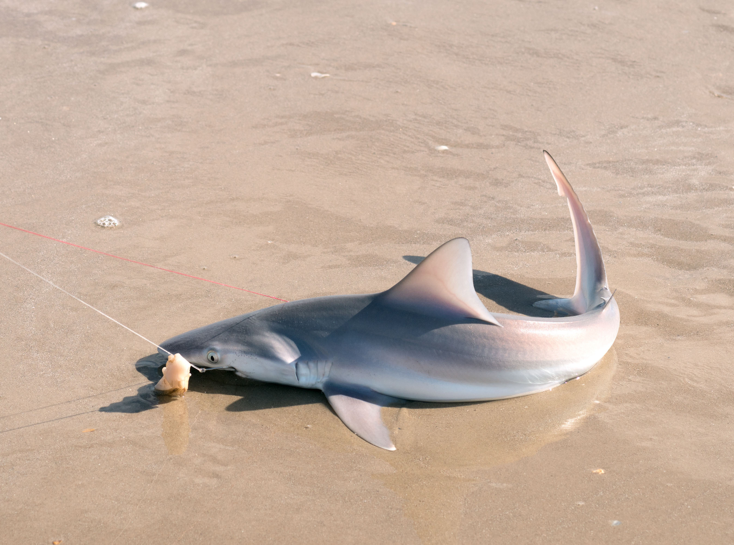 2017-10-15, Montagorda, sharks. Photographer Irina Kozhemyakina. Houston