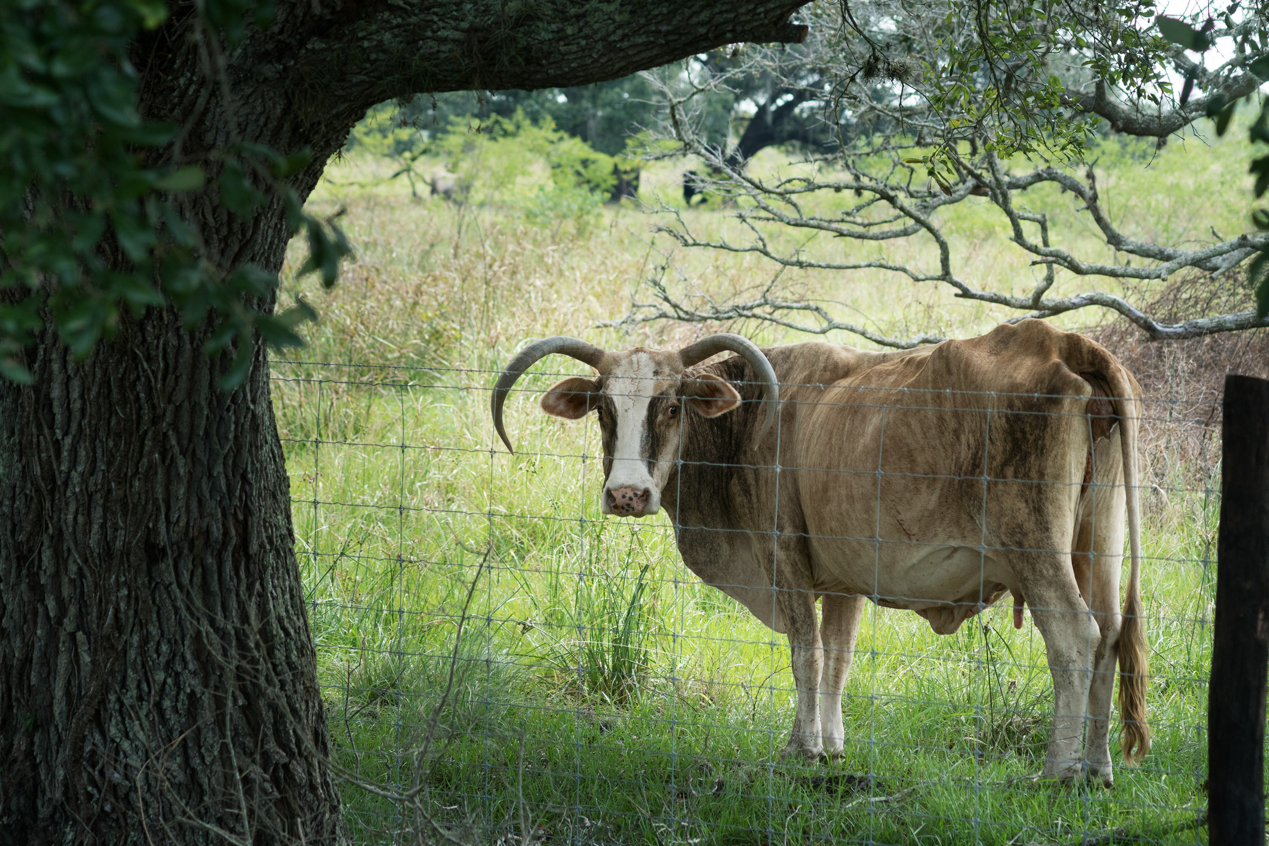 The landscapes. Photographer Irina Kozhemyakina. Houston