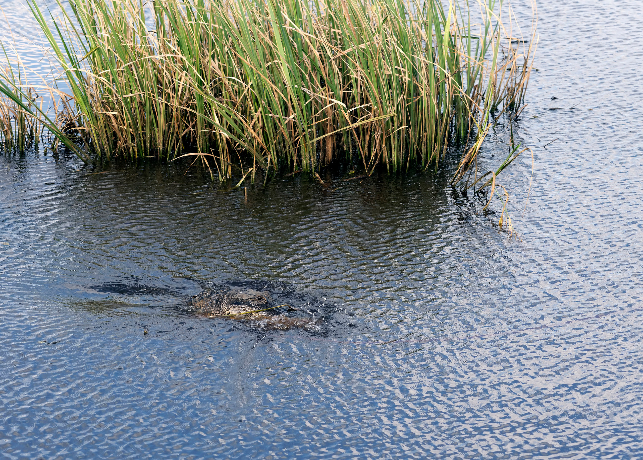 Brazos Bend State Park — Texas Parks and Wildlife. Photographer Irina Kozhemyakina. Houston