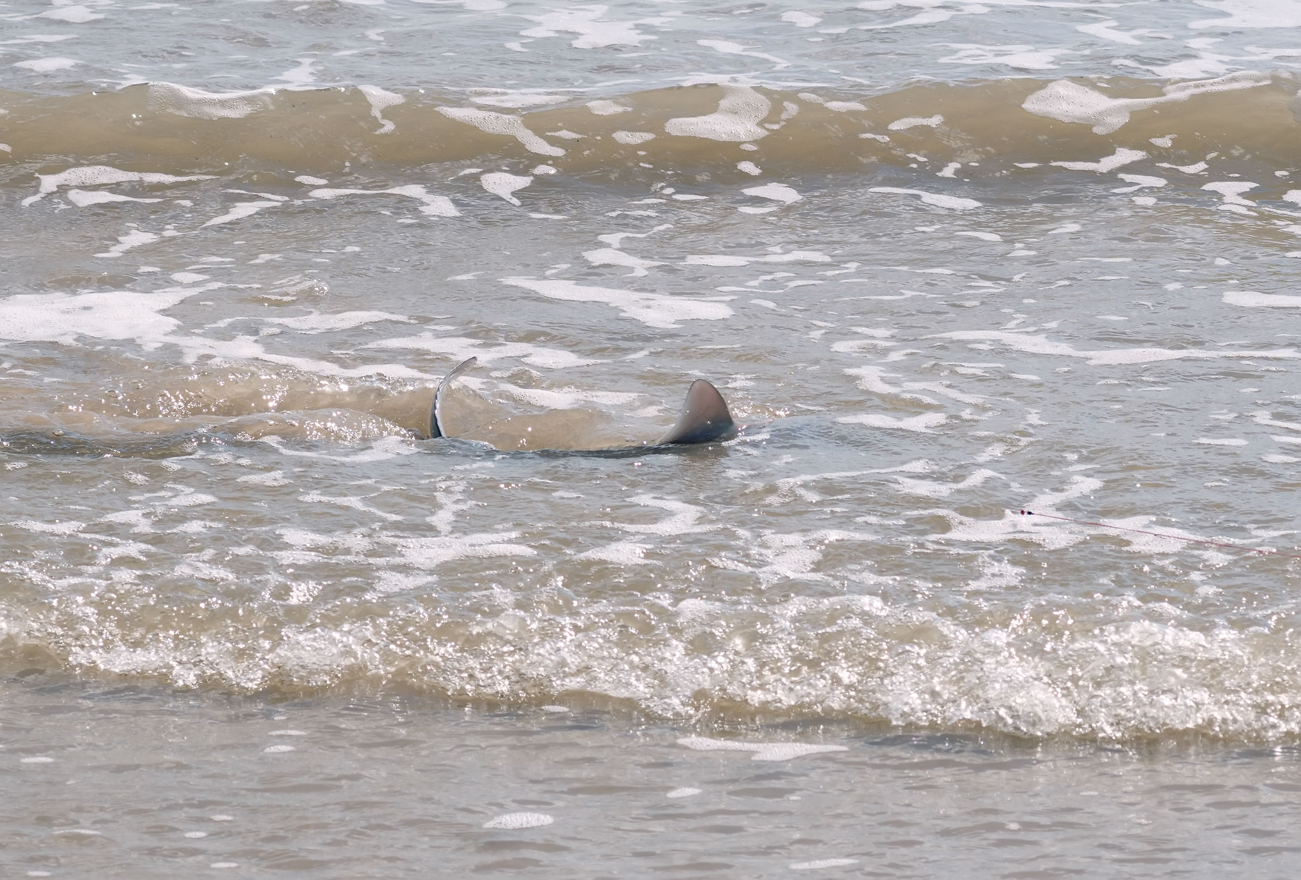 Потом приплыл Макс, сказал, что там у него не ловилось и стал удить с берега, забрасывая наживку как раз туда, где мы только что с Тёмой купались. И как пошел у него клев! Удочка дугой, одну за другой он стал вытягивать добычу