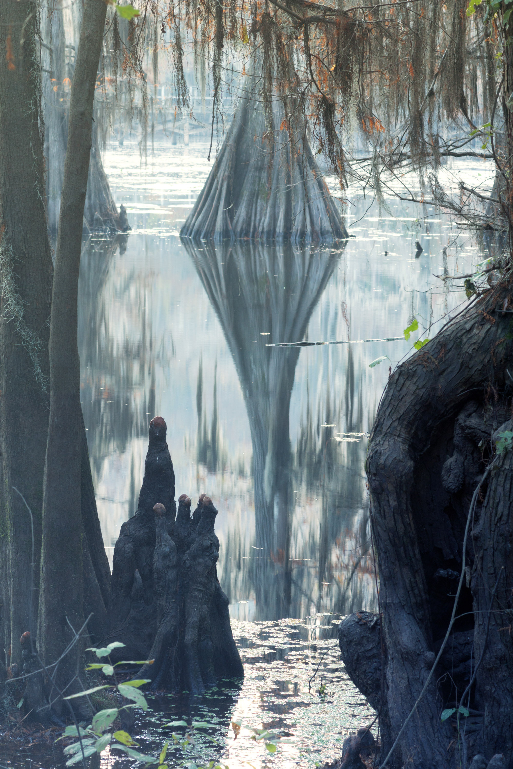 The landscapes. Photographer Irina Kozhemyakina. Houston