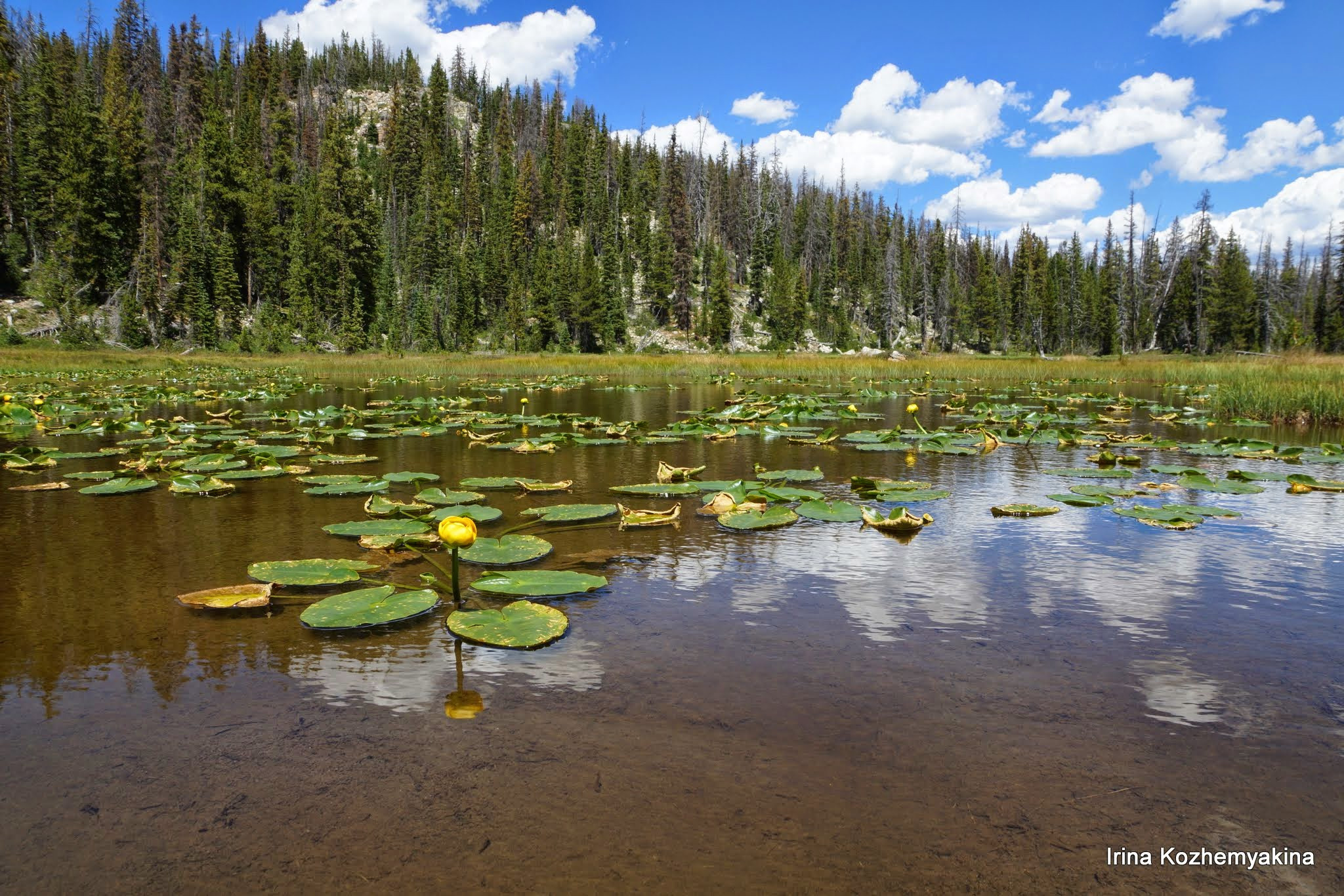 2014-08-10, Mushrooms. Photographer Irina Kozhemyakina. Houston