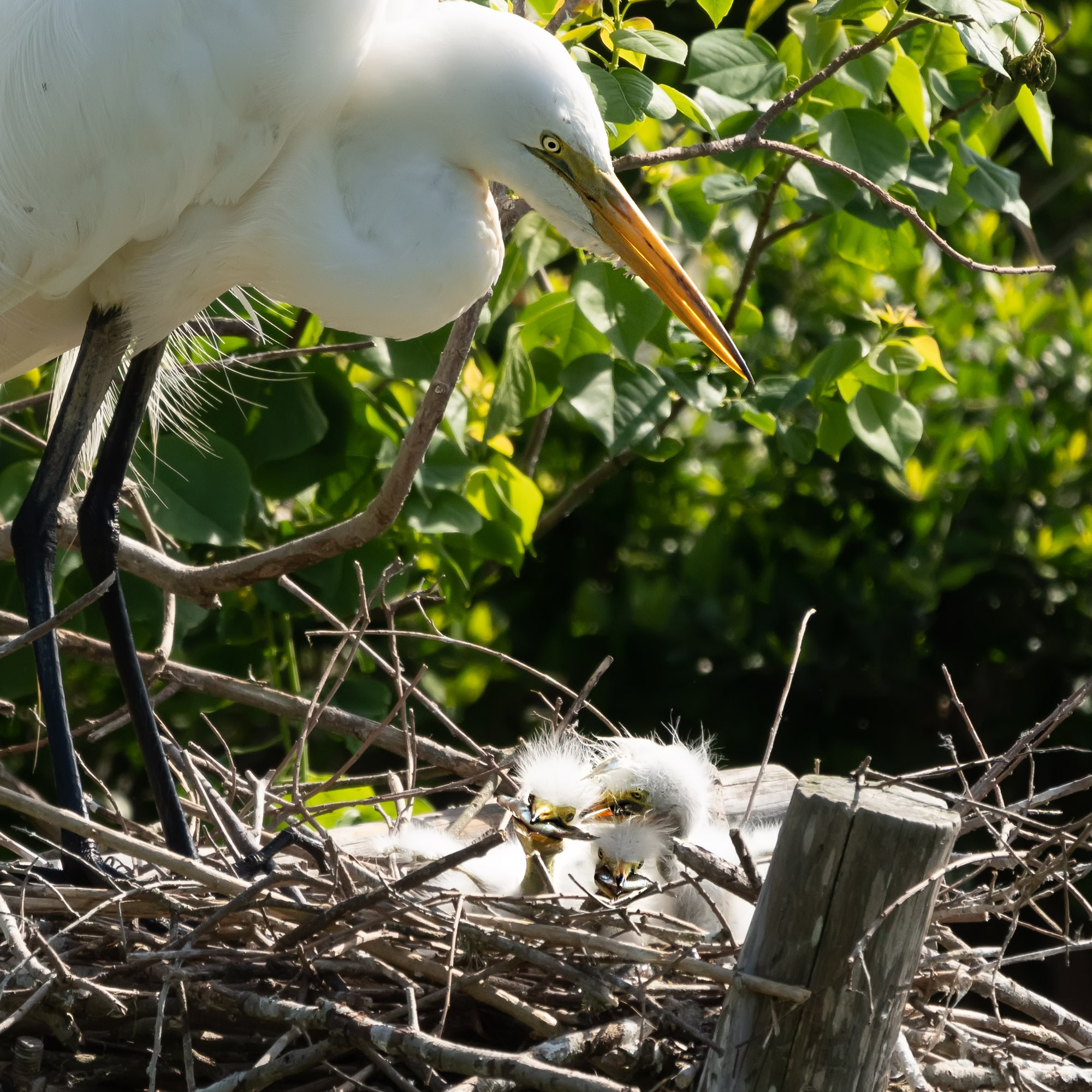 Smith Oaks Sanctuary. Photographer Irina Kozhemyakina. Houston