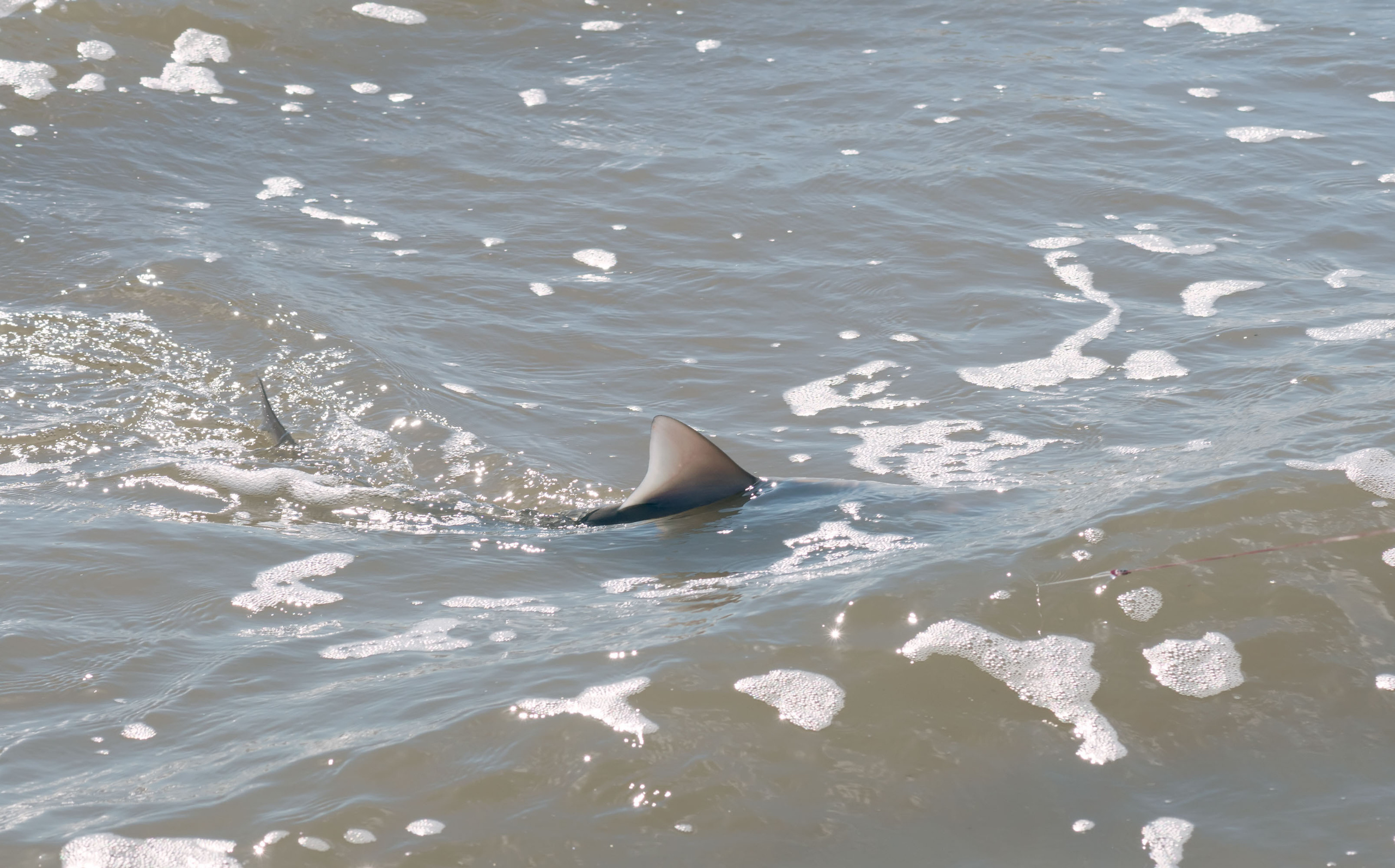 2017-10-15, Montagorda, sharks. Photographer Irina Kozhemyakina. Houston