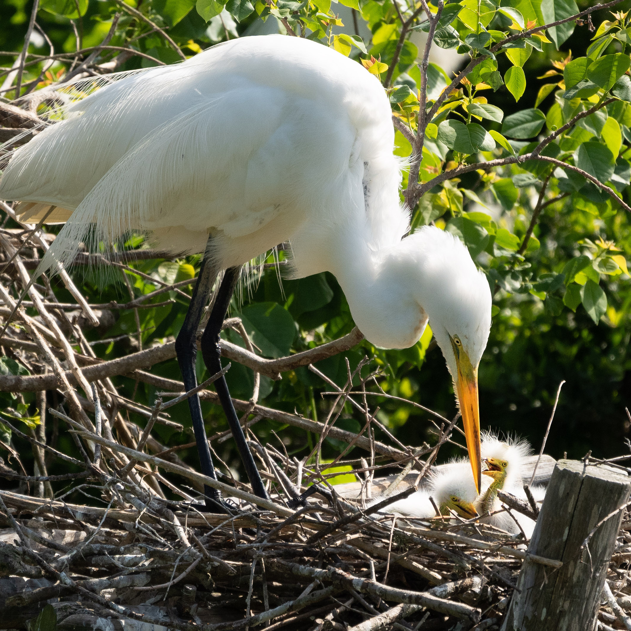 Smith Oaks Sanctuary. Photographer Irina Kozhemyakina. Houston