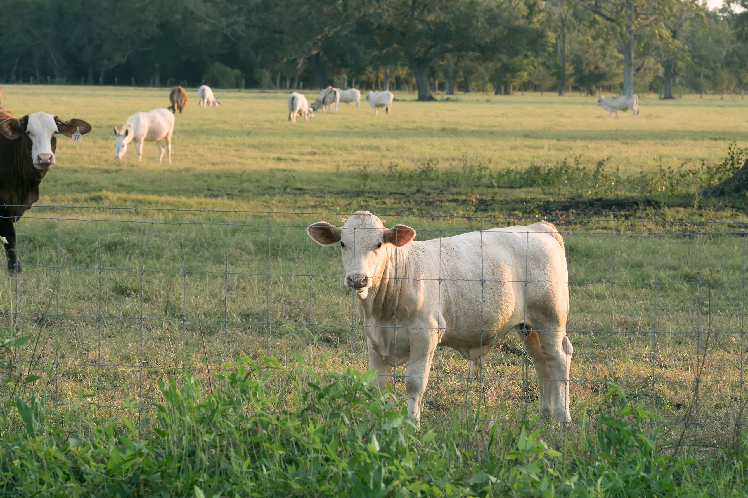 На обратном пути. Не знаю. почему меня поля с коровами так трогают.. Но тут еще Максим хотел, что б я белого ослика сфотографировала
