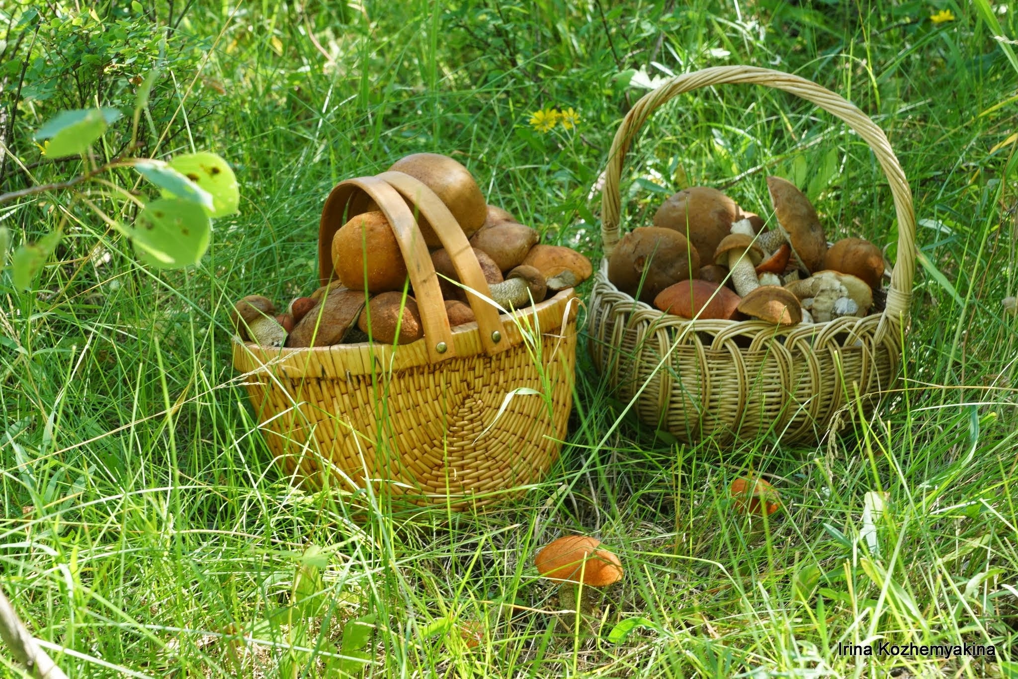 2014-08-10, Mushrooms. Photographer Irina Kozhemyakina. Houston