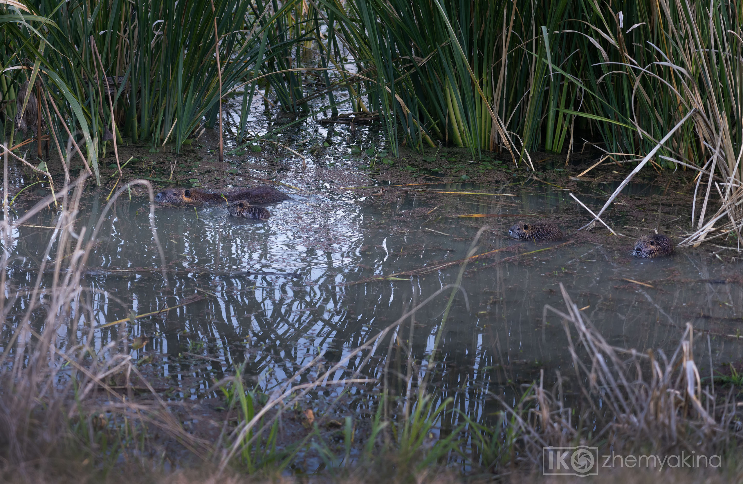 Brazos Bend State Park — Texas Parks and Wildlife. Photographer Irina Kozhemyakina. Houston