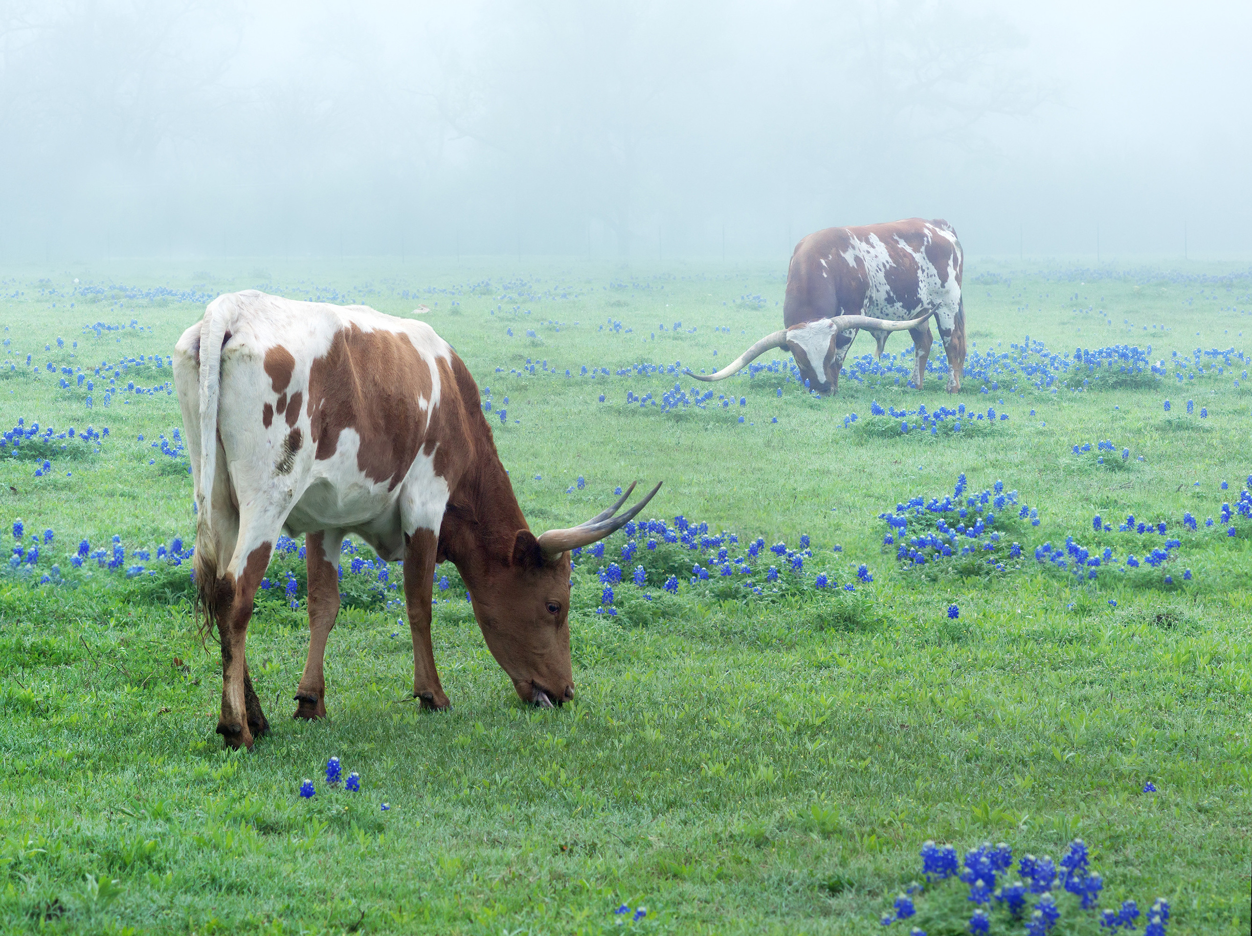 Bluebonnets. Photographer Irina Kozhemyakina. Houston