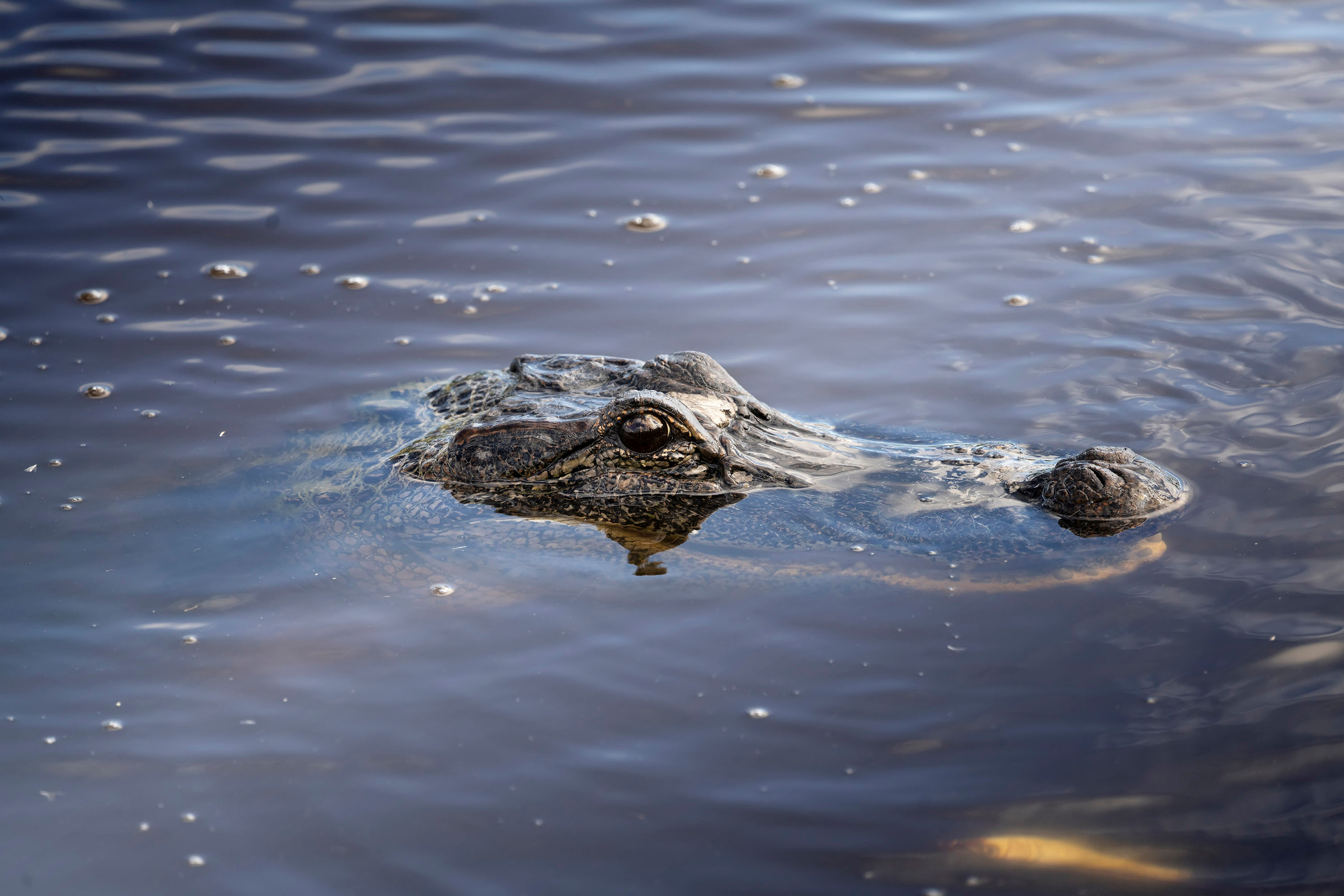 Brazos Bend State Park — Texas Parks and Wildlife. Photographer Irina Kozhemyakina. Houston