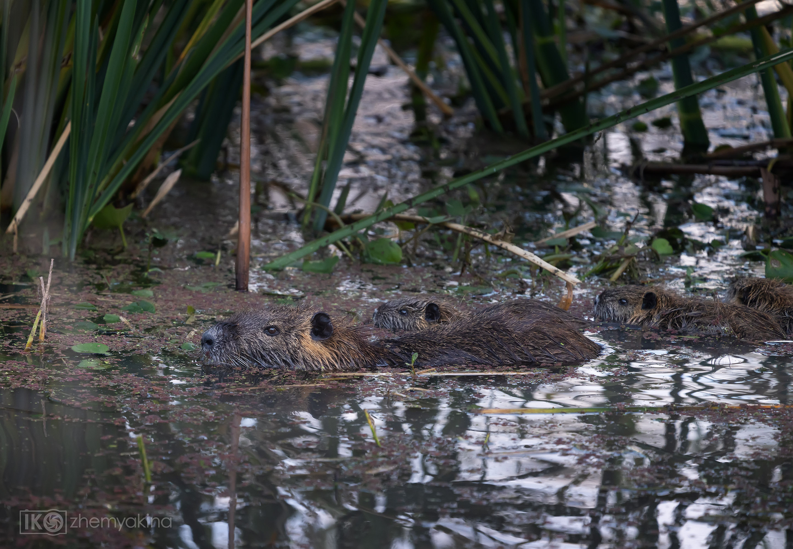 Brazos Bend State Park — Texas Parks and Wildlife. Photographer Irina Kozhemyakina. Houston