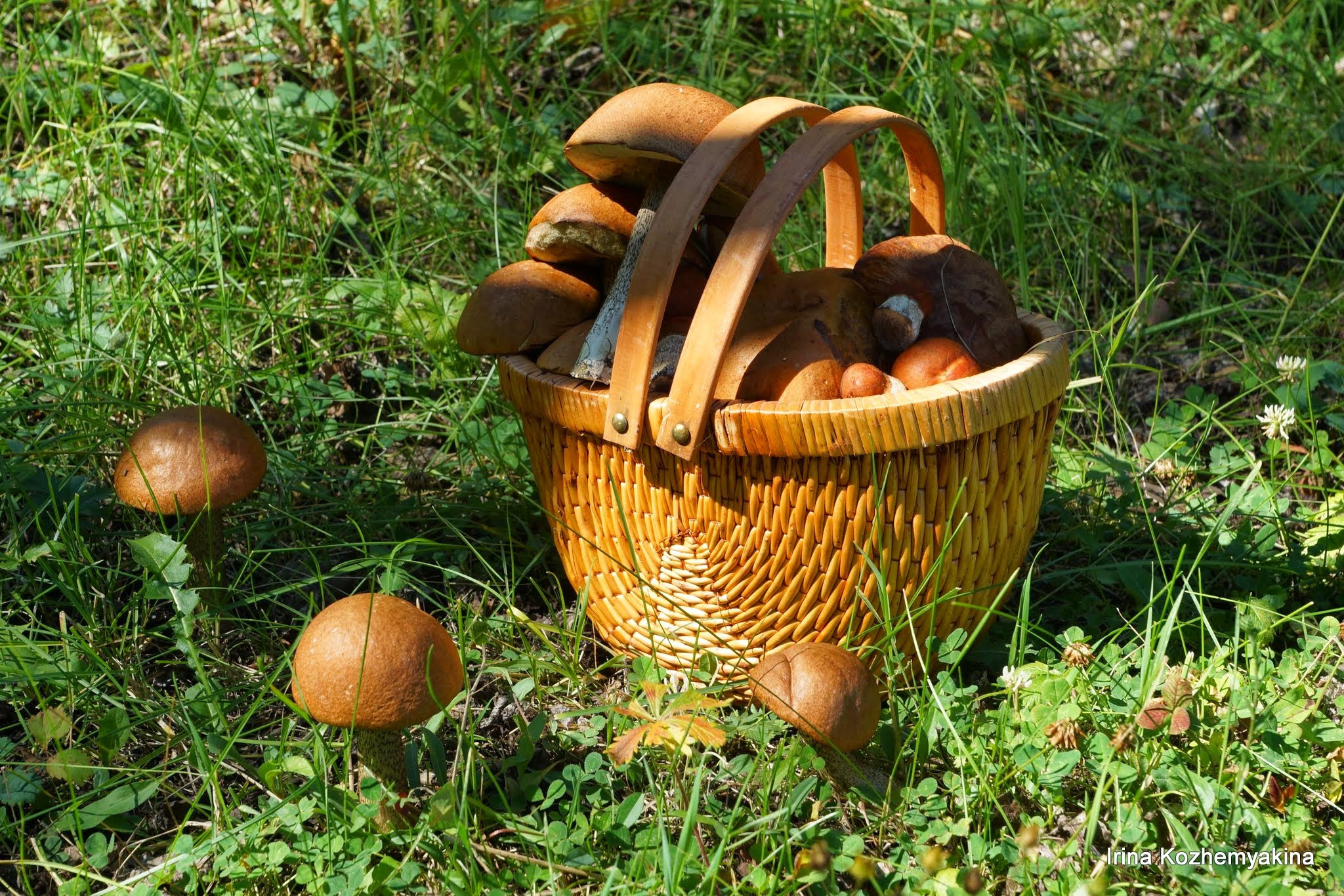 2014-08-10, Mushrooms. Photographer Irina Kozhemyakina. Houston