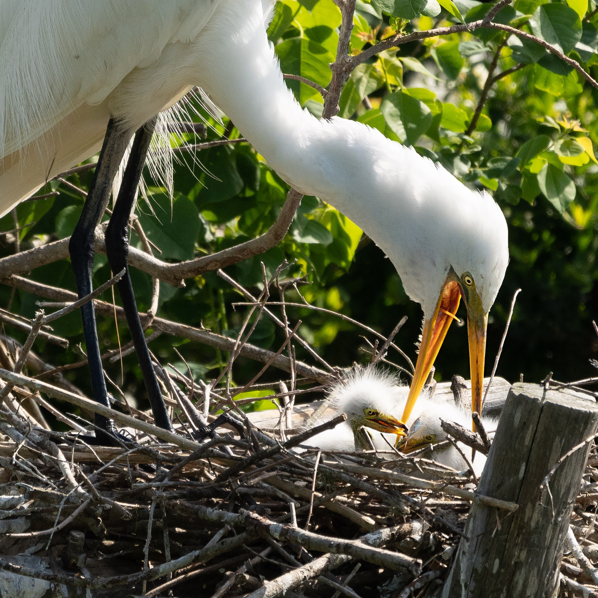 Smith Oaks Sanctuary. Photographer Irina Kozhemyakina. Houston