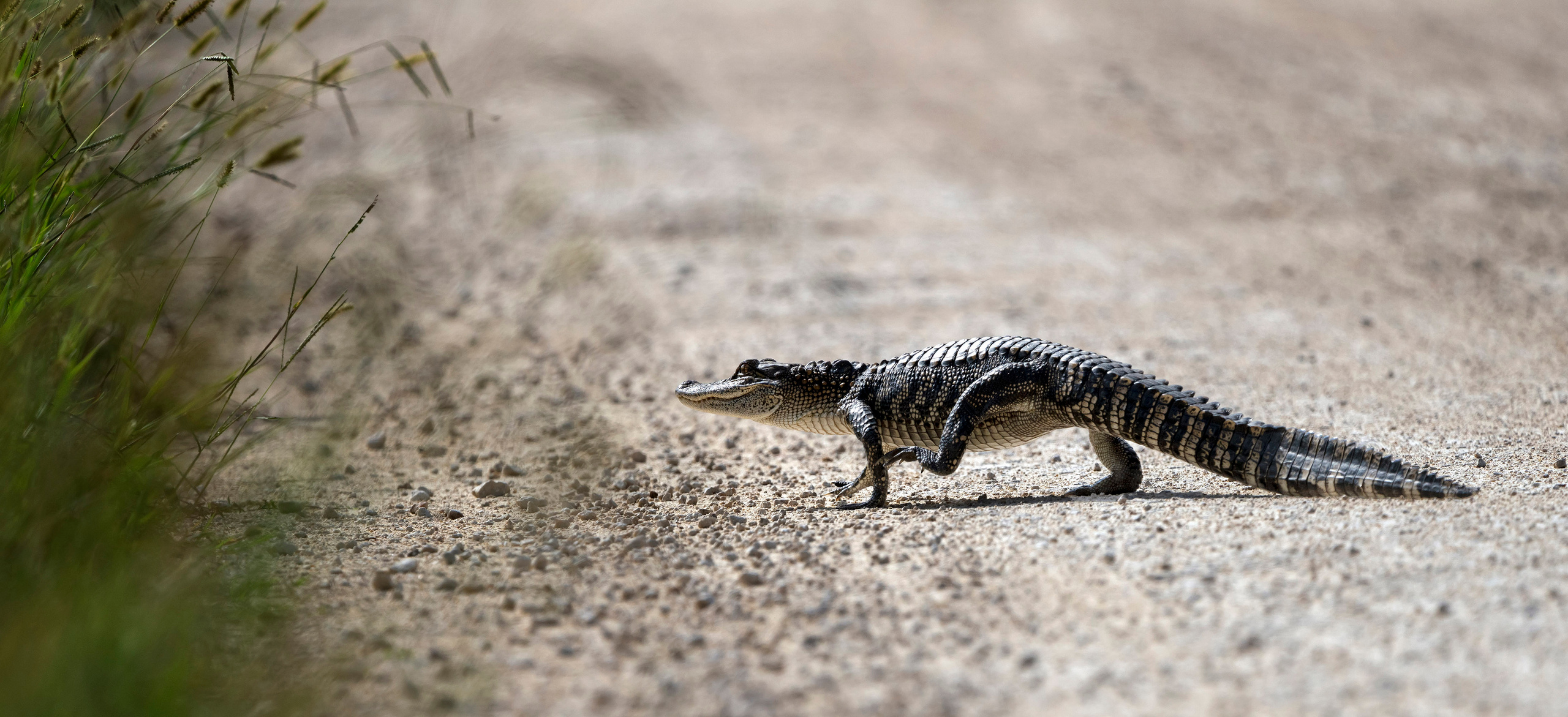 Brazos Bend State Park — Texas Parks and Wildlife. Photographer Irina Kozhemyakina. Houston