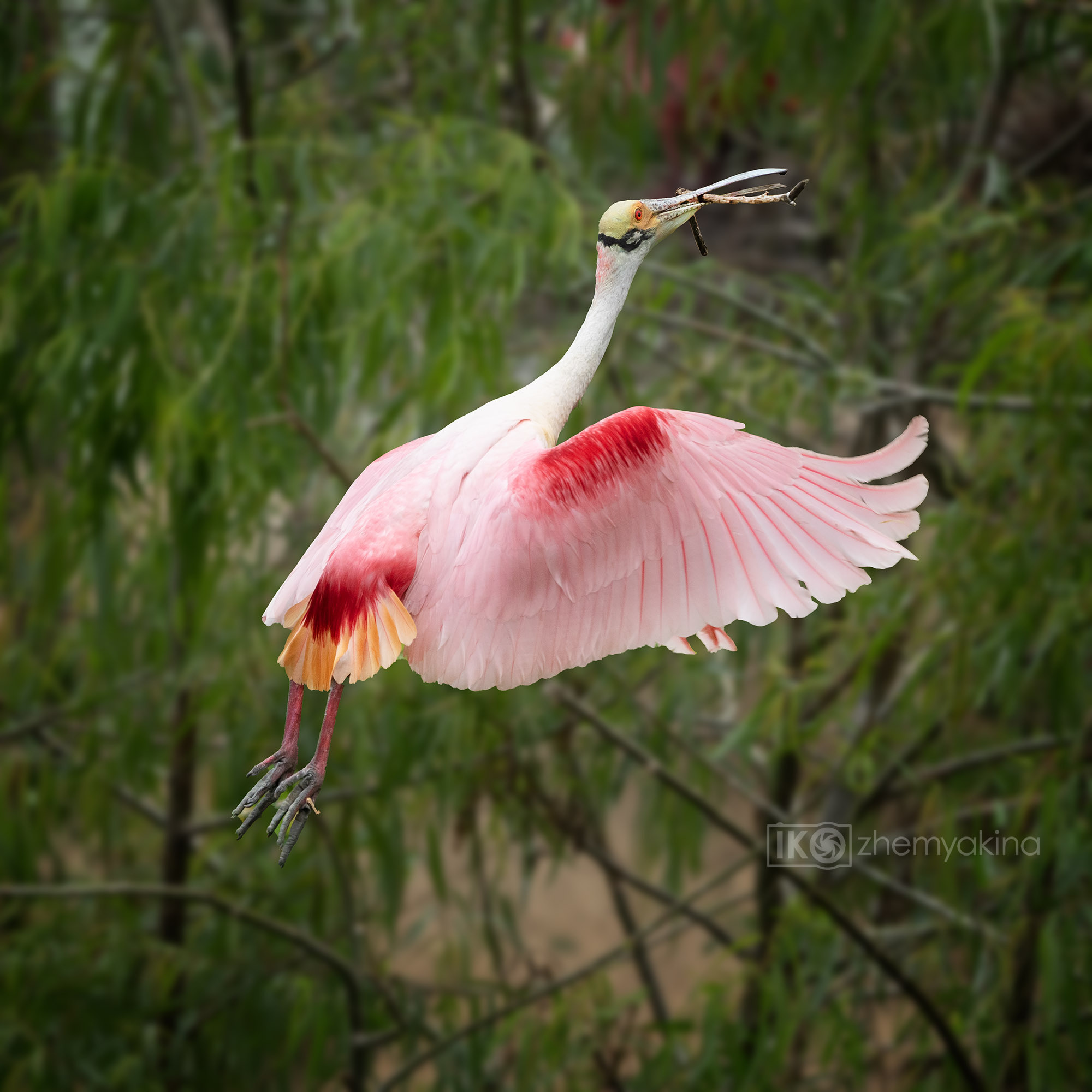 Smith Oaks Sanctuary. Photographer Irina Kozhemyakina. Houston