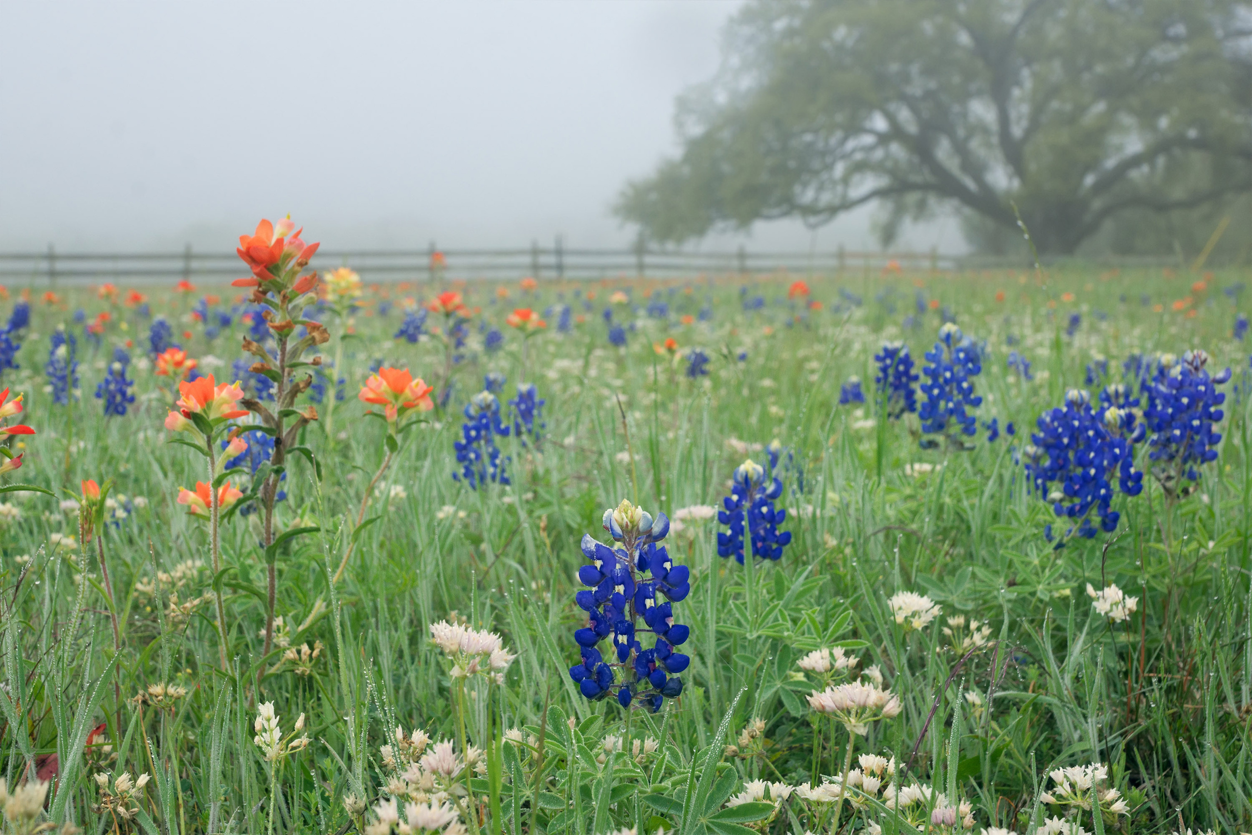 Bluebonnets. Photographer Irina Kozhemyakina. Houston