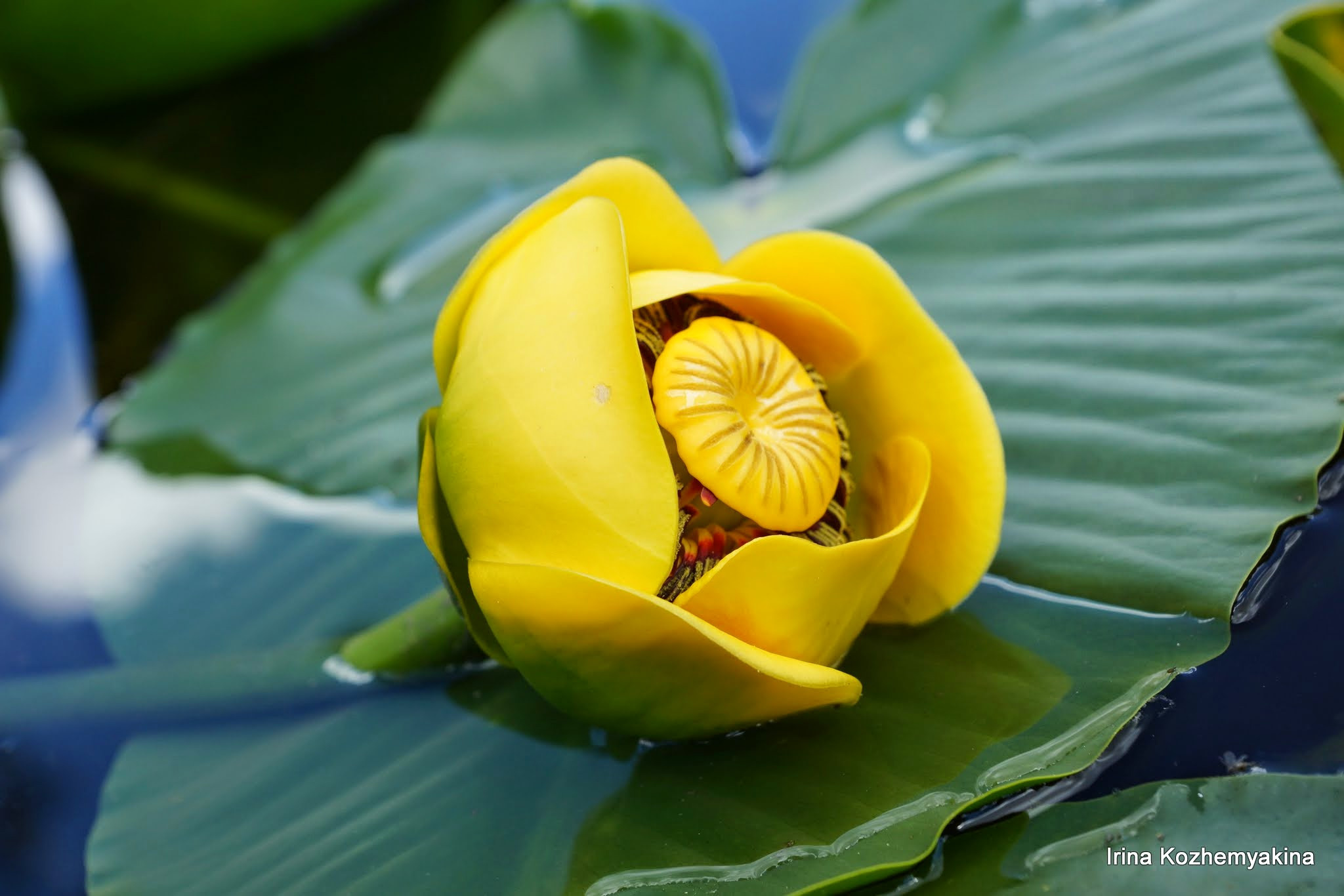 2014-08-10, Mushrooms. Photographer Irina Kozhemyakina. Houston