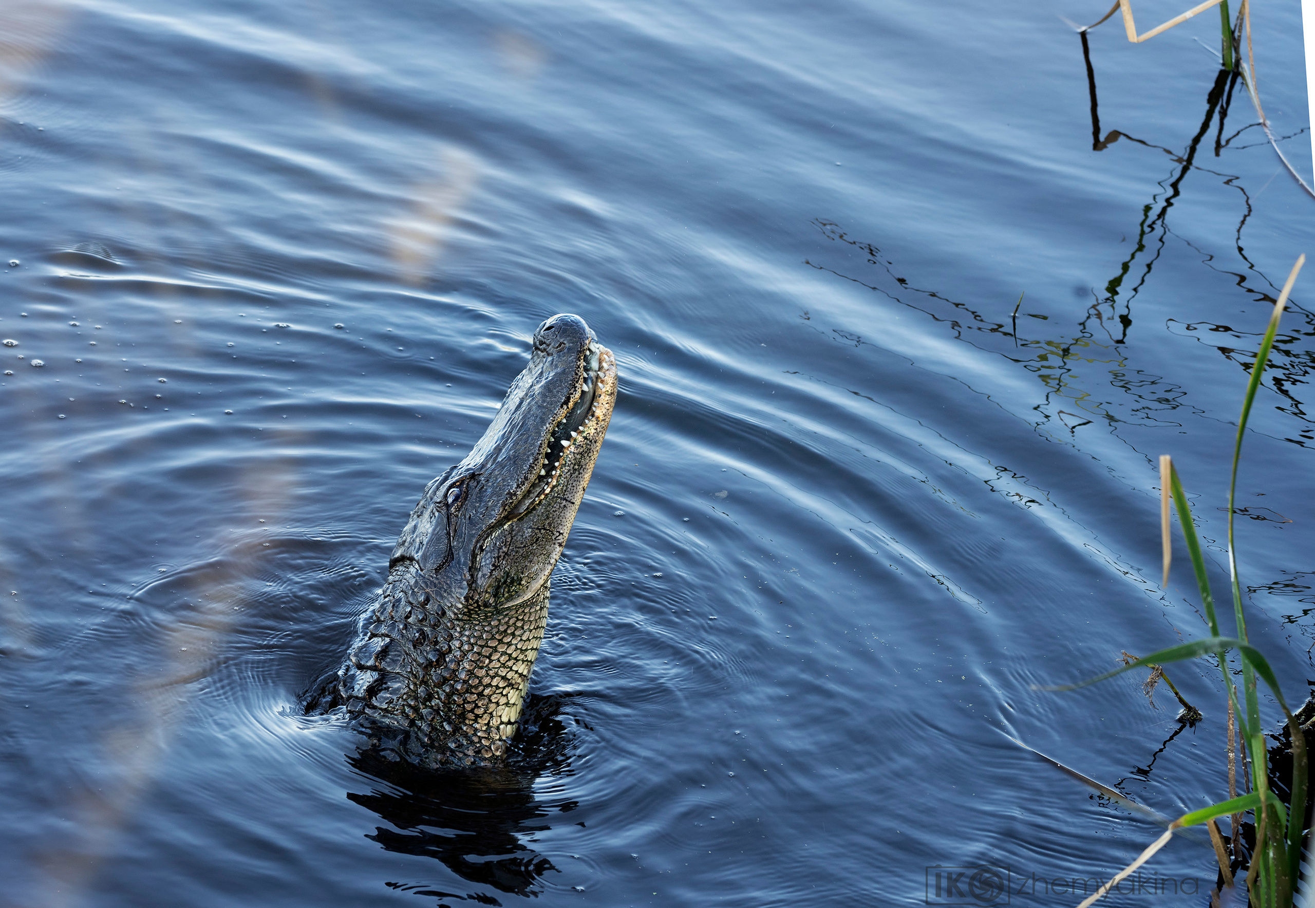 San Bernard National Wildlife. Photographer Irina Kozhemyakina. Houston