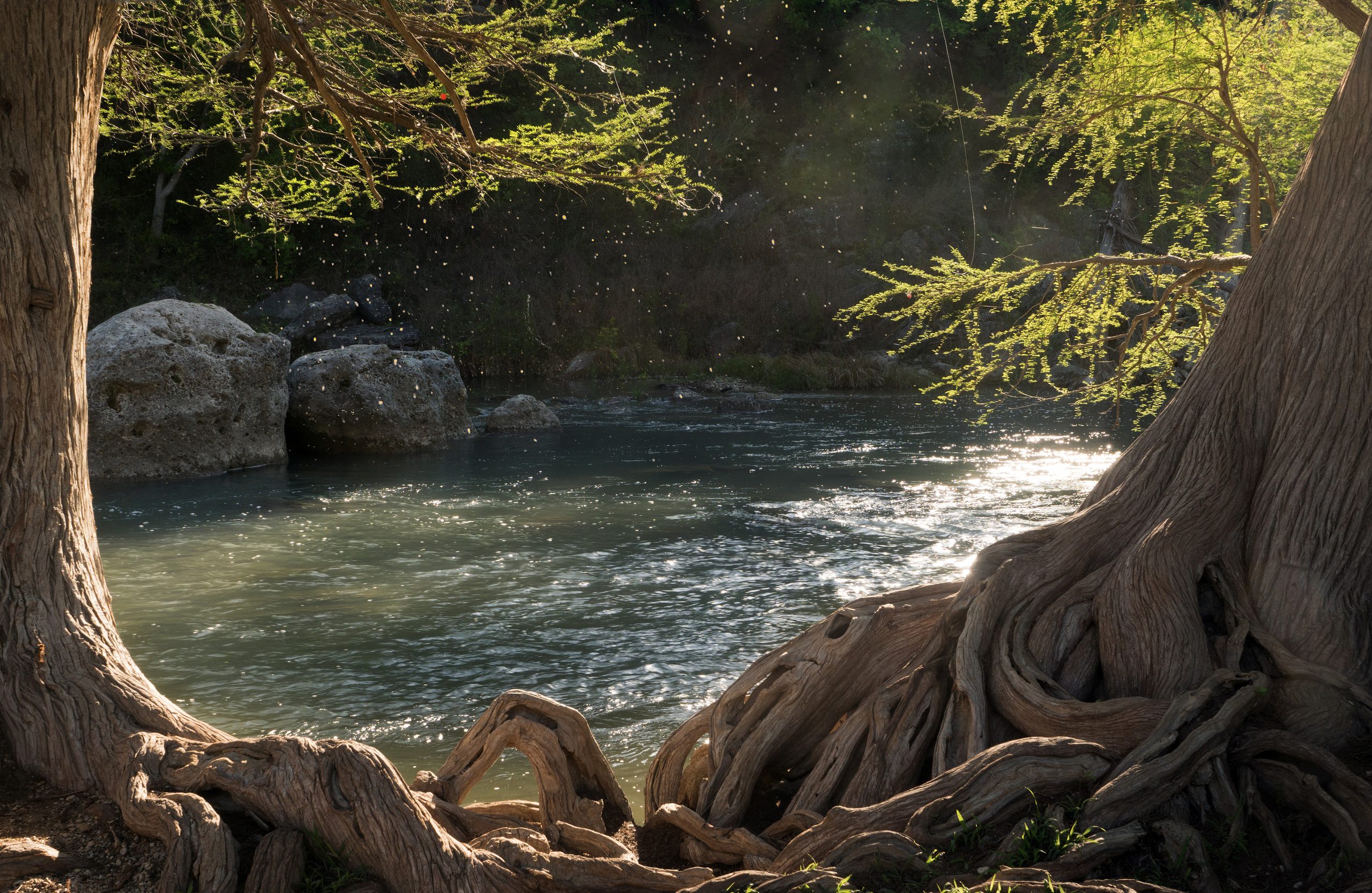 Guadalupe River State Park. Photographer Irina Kozhemyakina. Houston