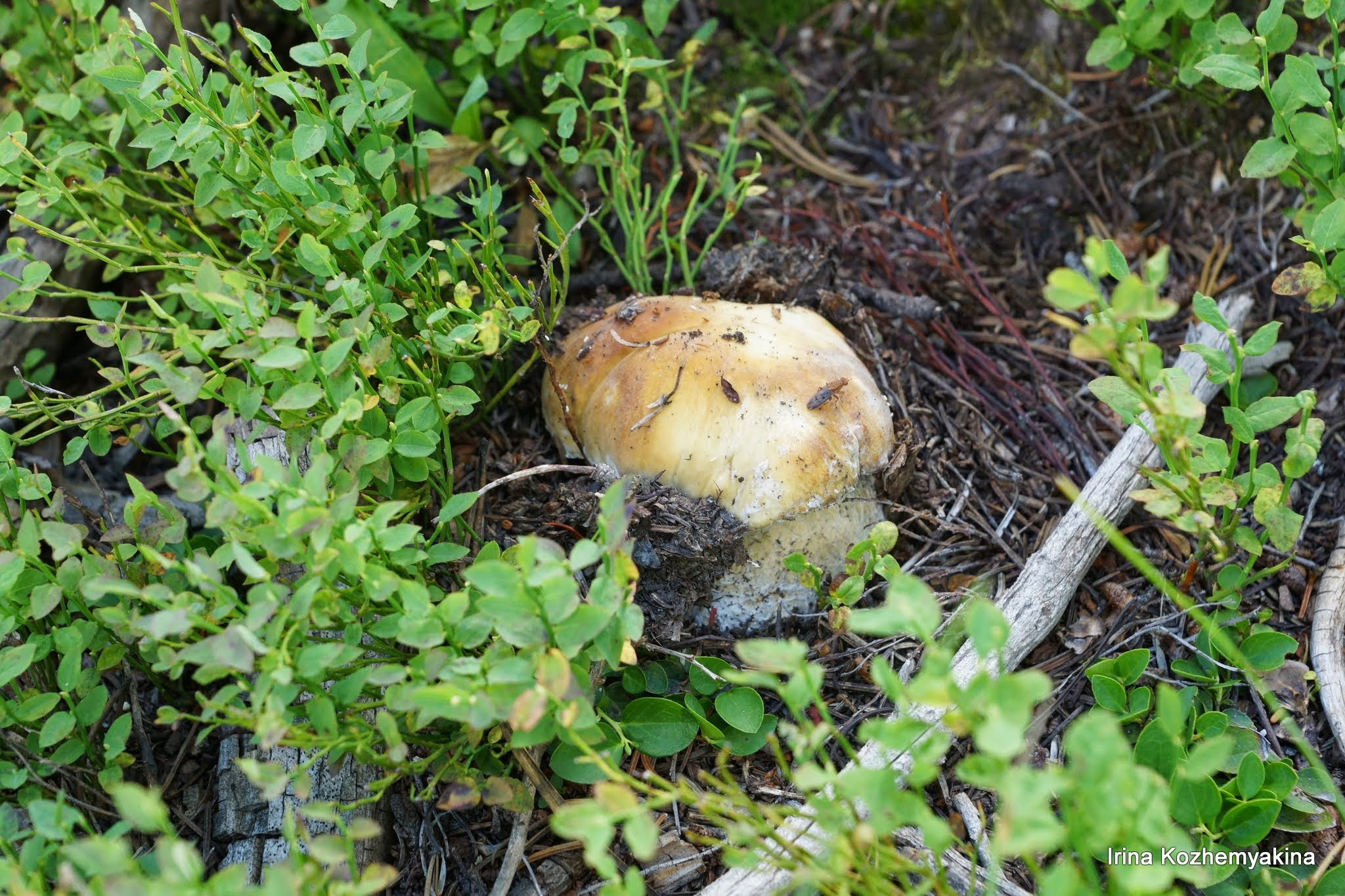 2014-08-10, Mushrooms. Photographer Irina Kozhemyakina. Houston