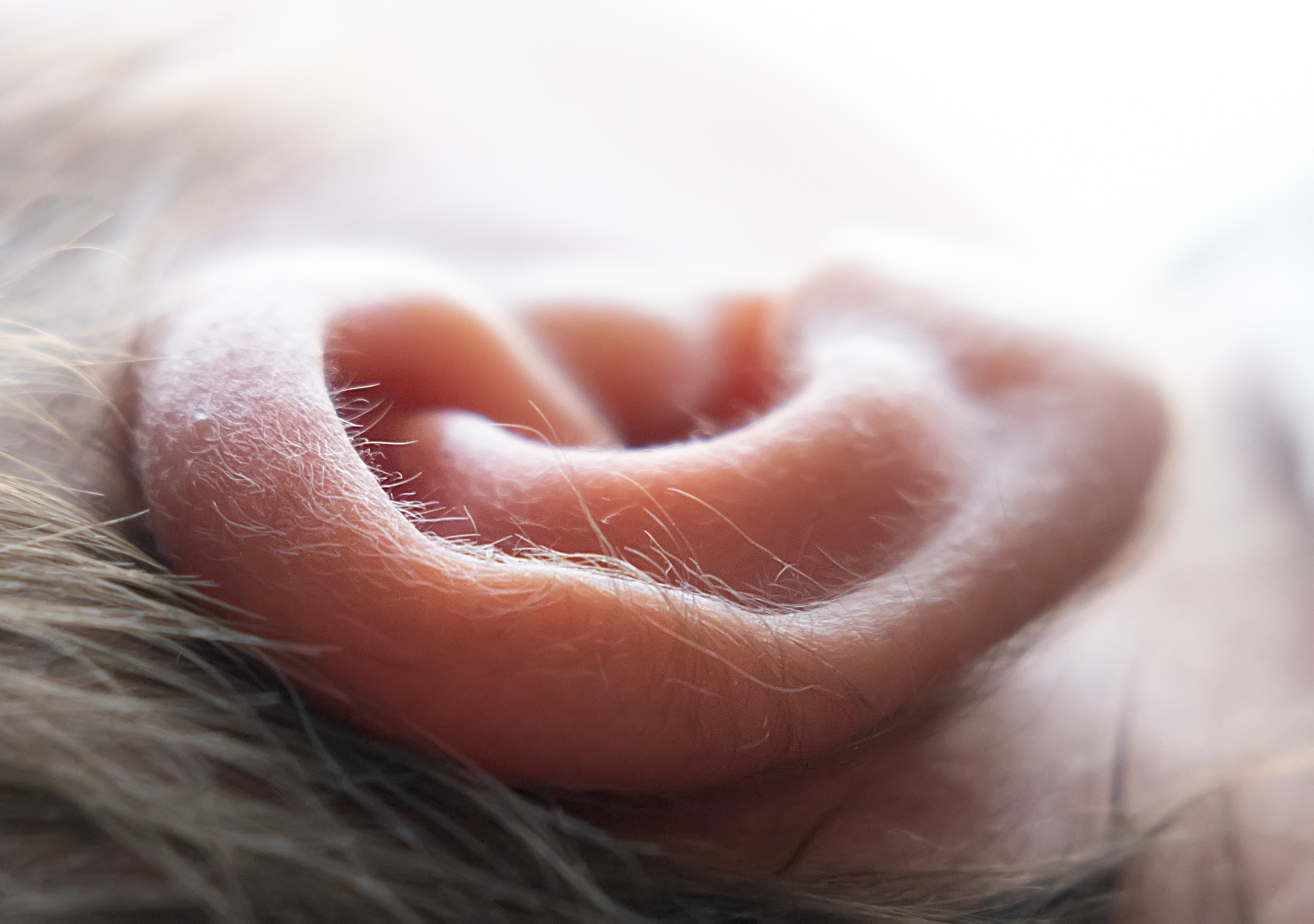 Olly. Photographer Irina Kozhemyakina. Houston