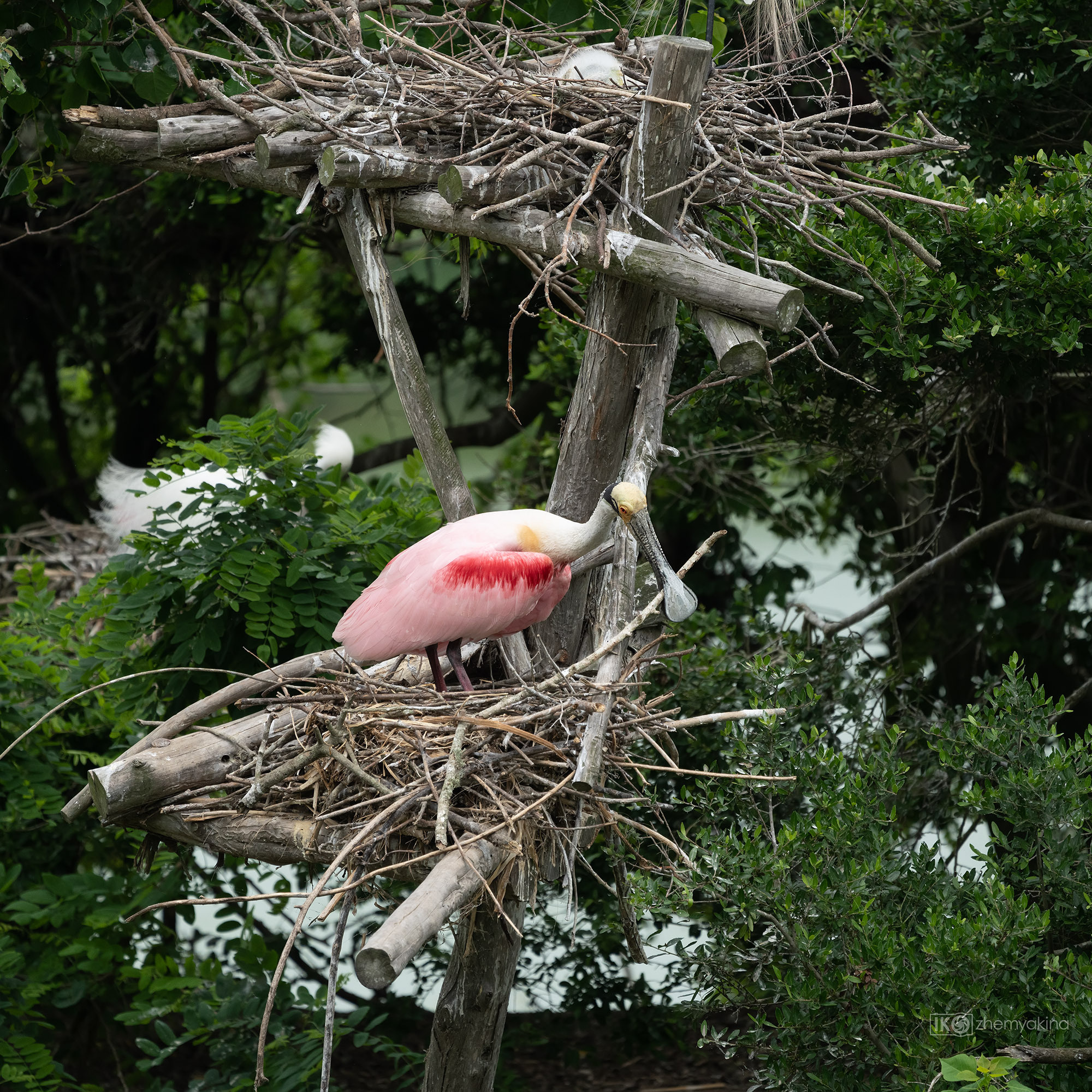 Smith Oaks Sanctuary. Photographer Irina Kozhemyakina. Houston