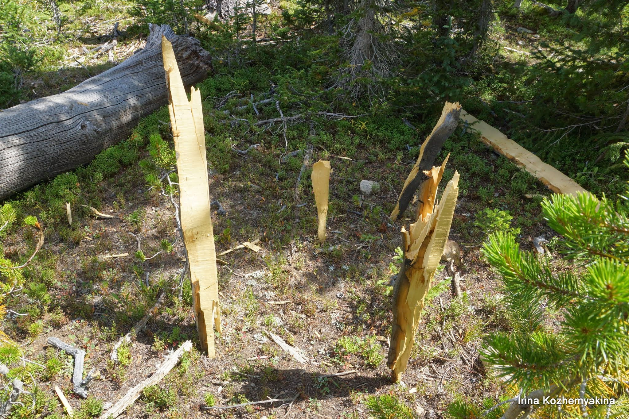 2014-08-10, Mushrooms. Photographer Irina Kozhemyakina. Houston