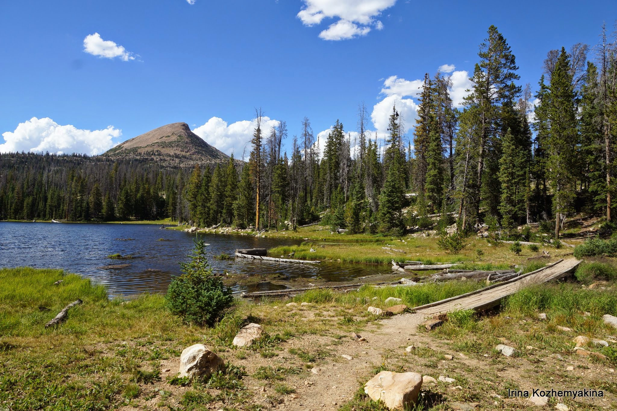 2014-08-10, Mushrooms. Photographer Irina Kozhemyakina. Houston