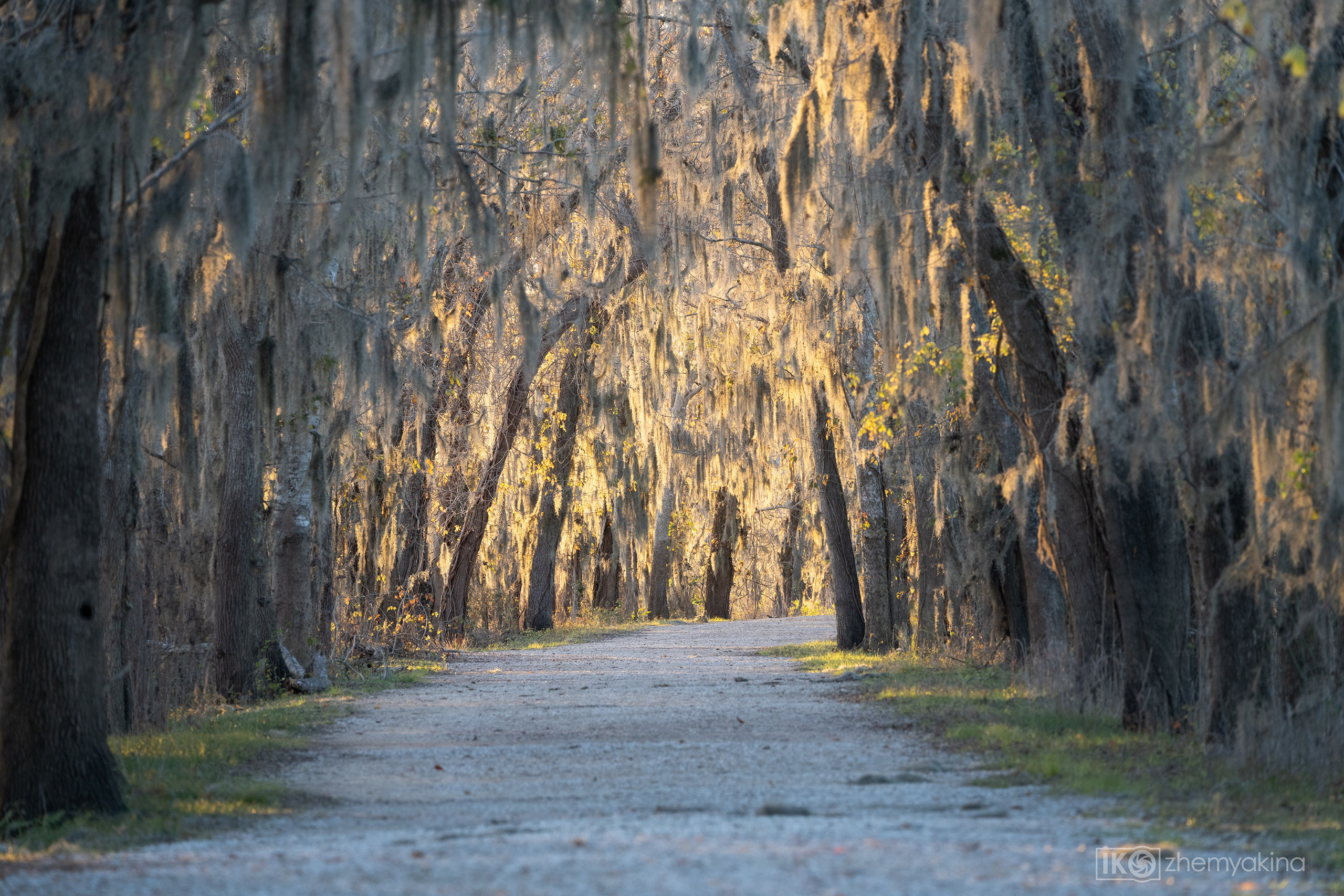 Brazos Bend State Park — Texas Parks and Wildlife. Photographer Irina Kozhemyakina. Houston