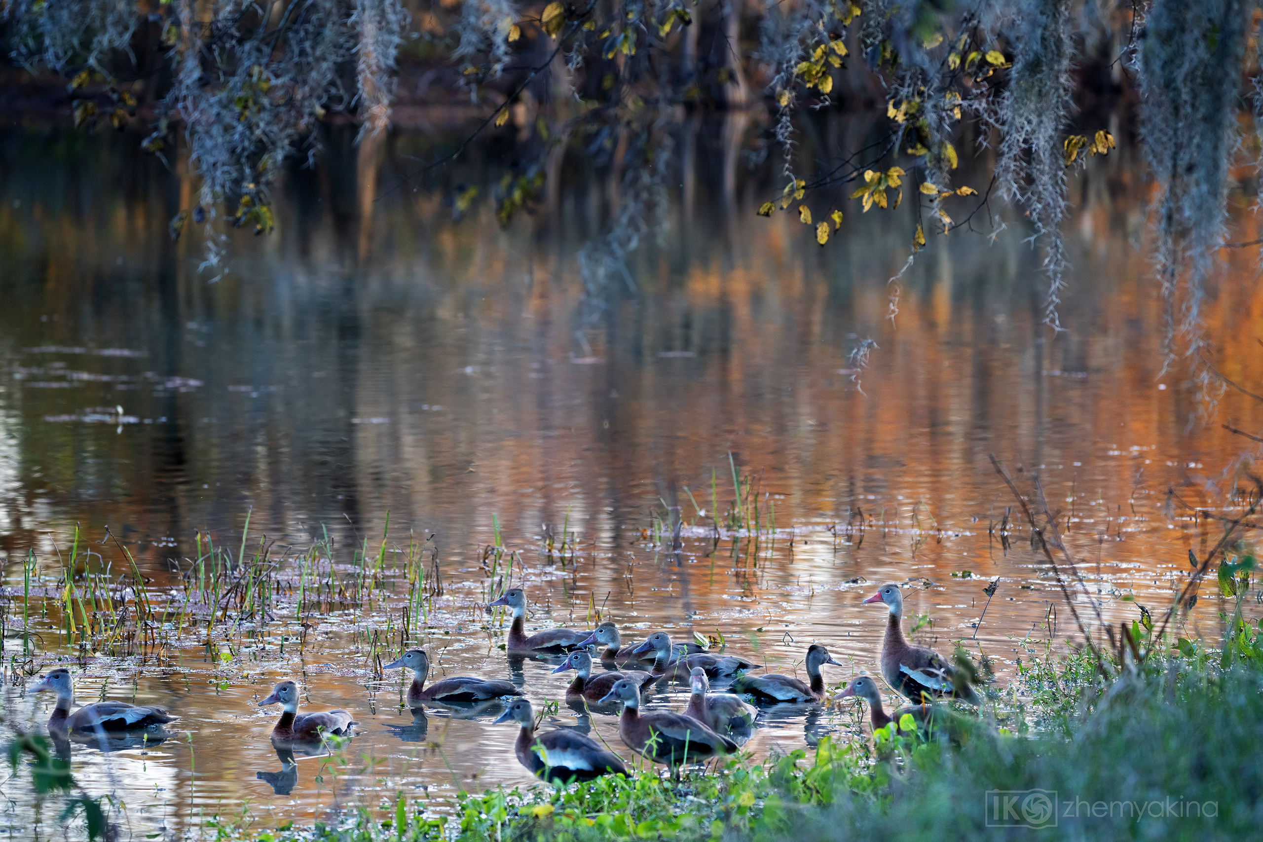 Brazos Bend State Park — Texas Parks and Wildlife. Photographer Irina Kozhemyakina. Houston
