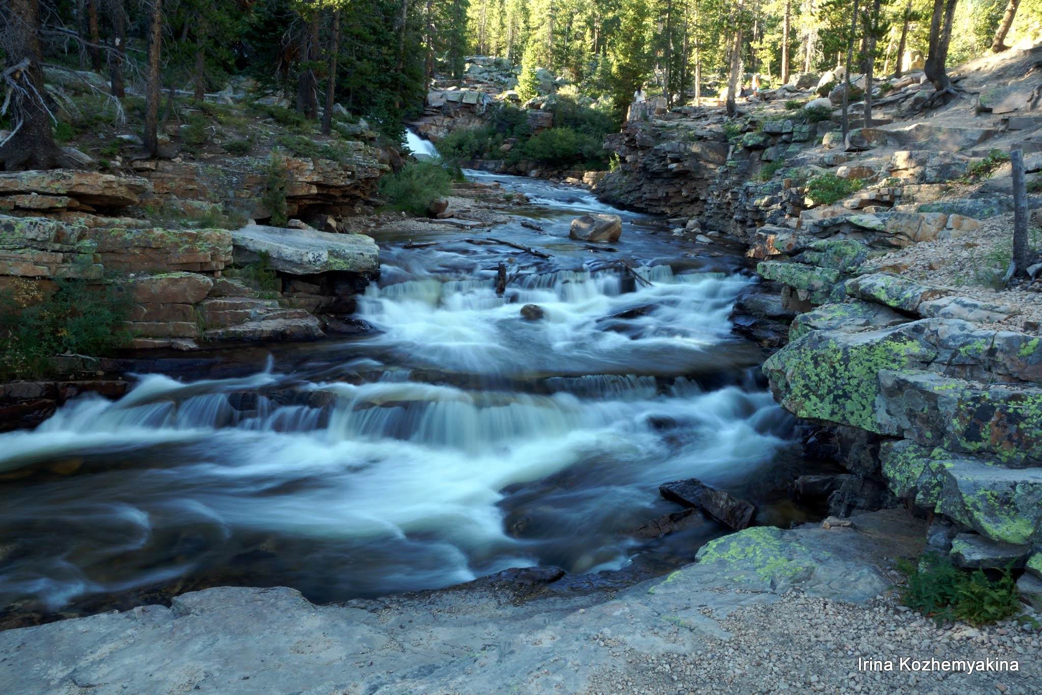 2014-08-10, Mushrooms. Photographer Irina Kozhemyakina. Houston