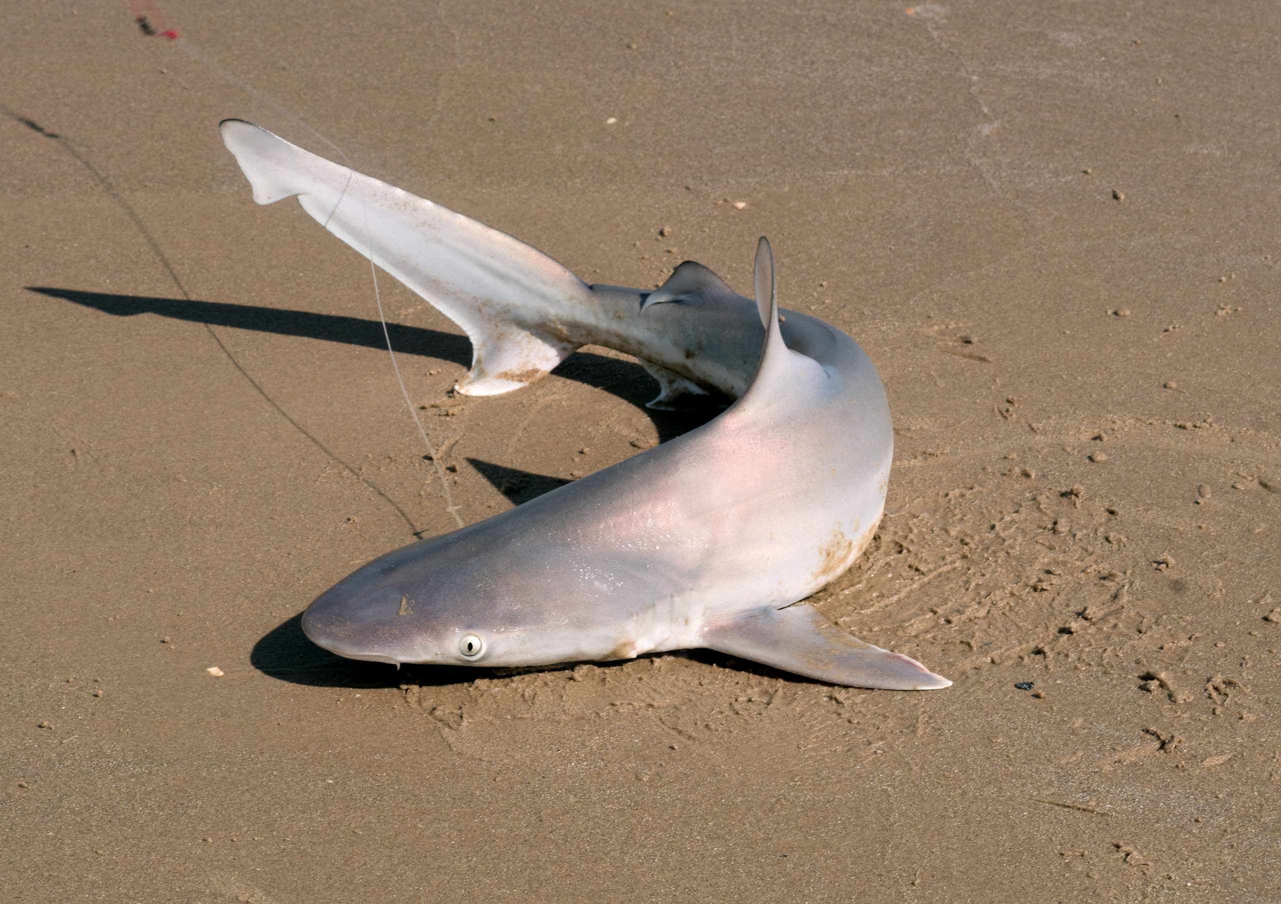 Только вот после того, как я осознала, что вот это все рядом с нами только что плавало, как-то купаться расхотелось совсем..