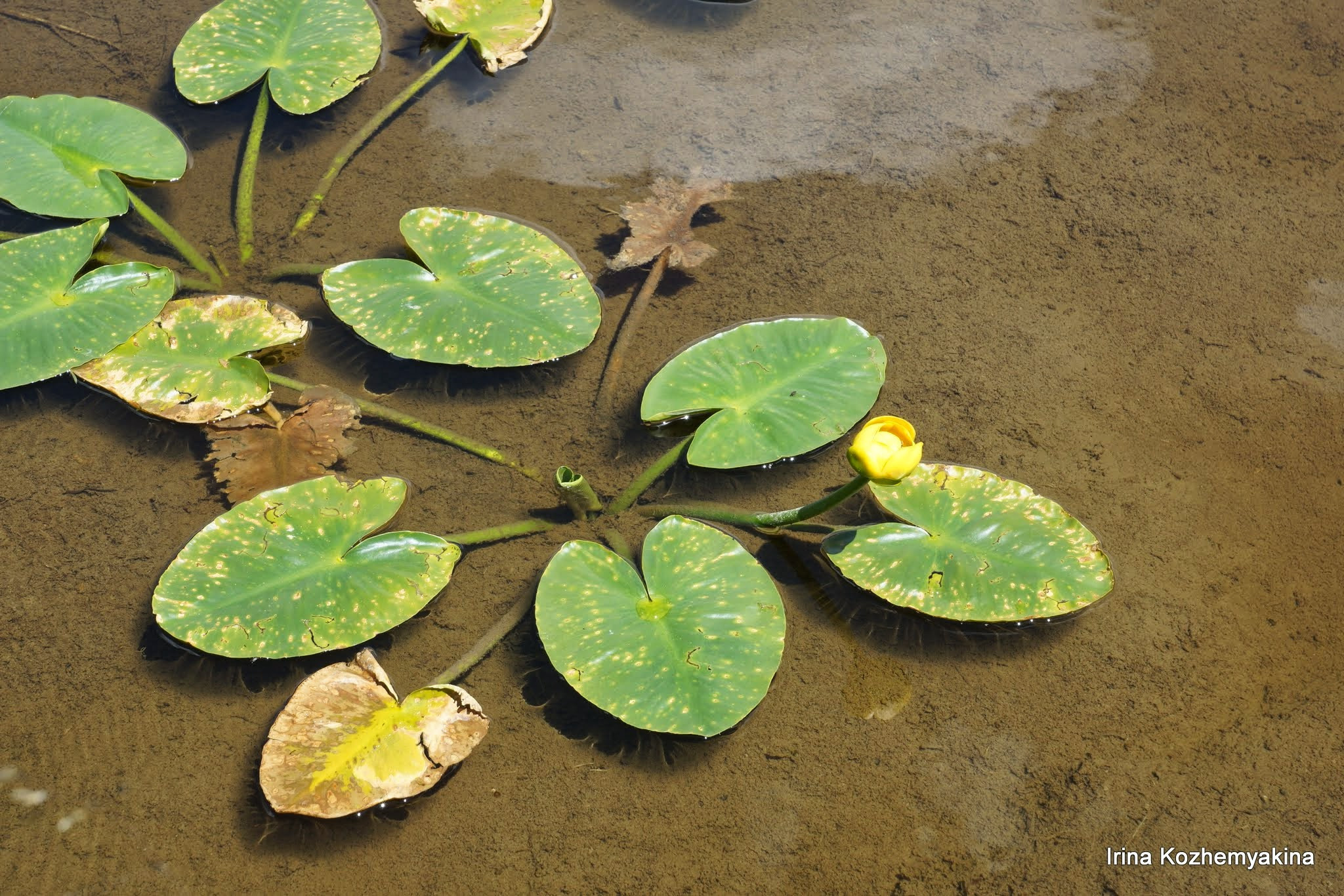 2014-08-10, Mushrooms. Photographer Irina Kozhemyakina. Houston