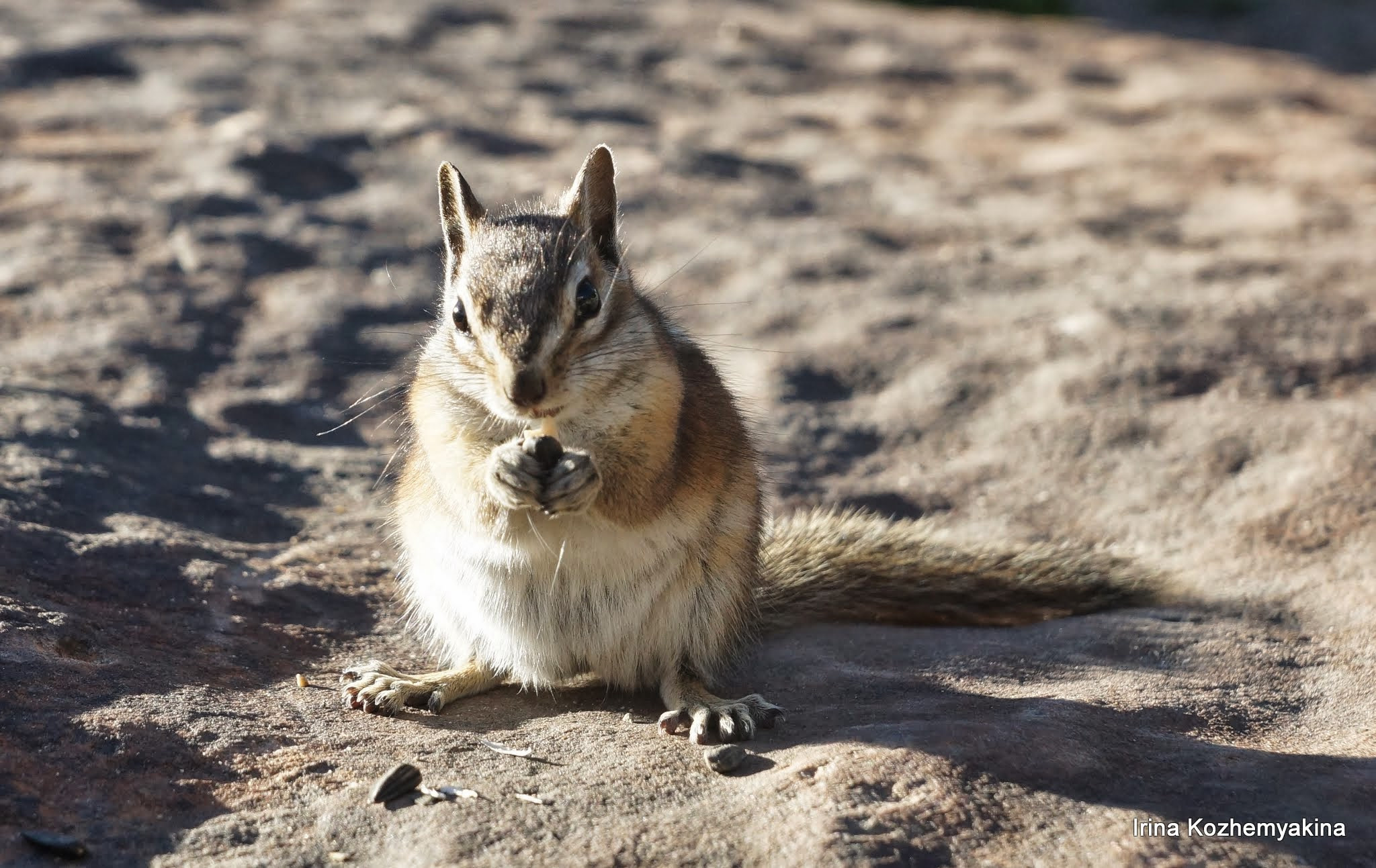 2014-08-10, Mushrooms. Photographer Irina Kozhemyakina. Houston