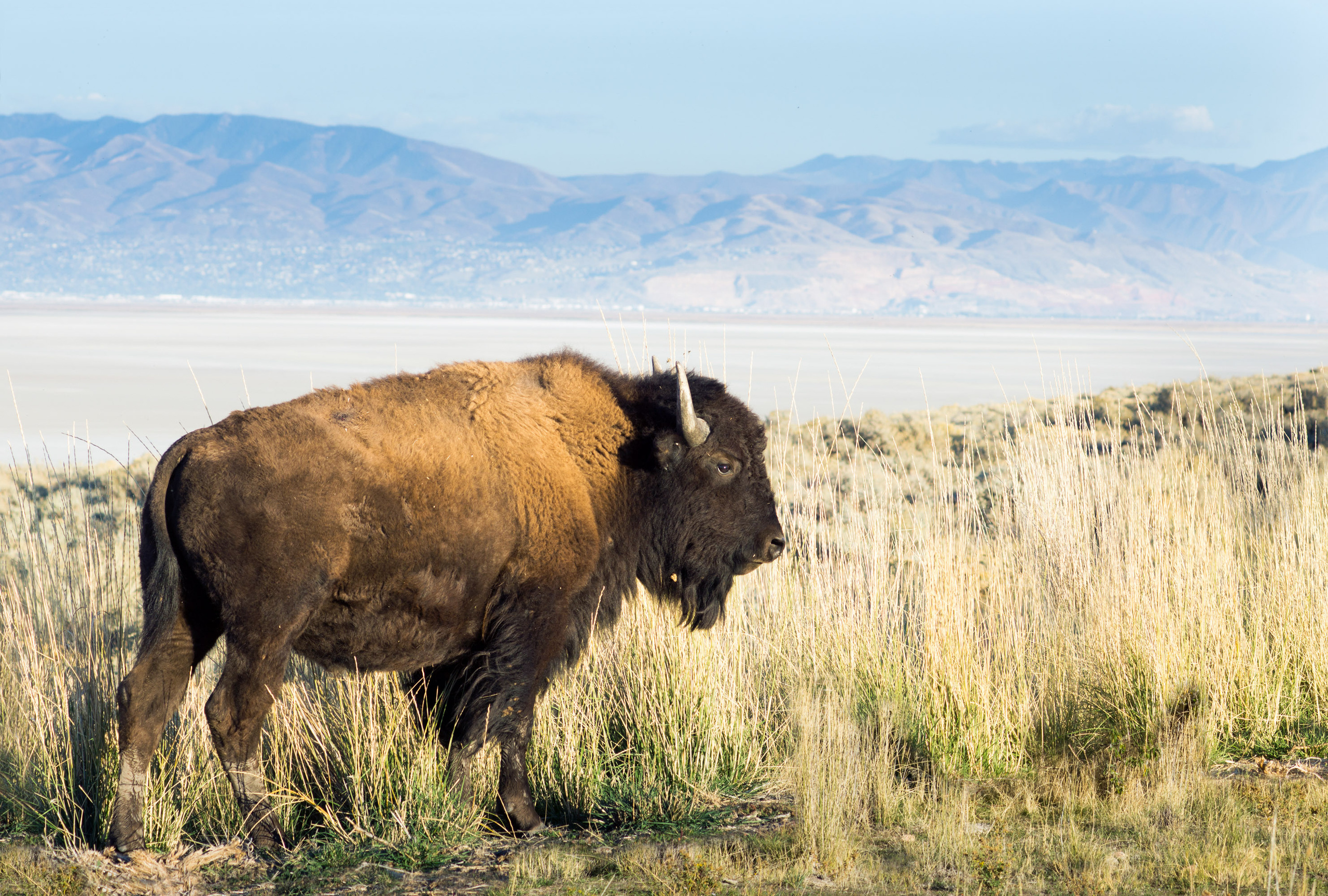 The landscapes. Photographer Irina Kozhemyakina. Houston