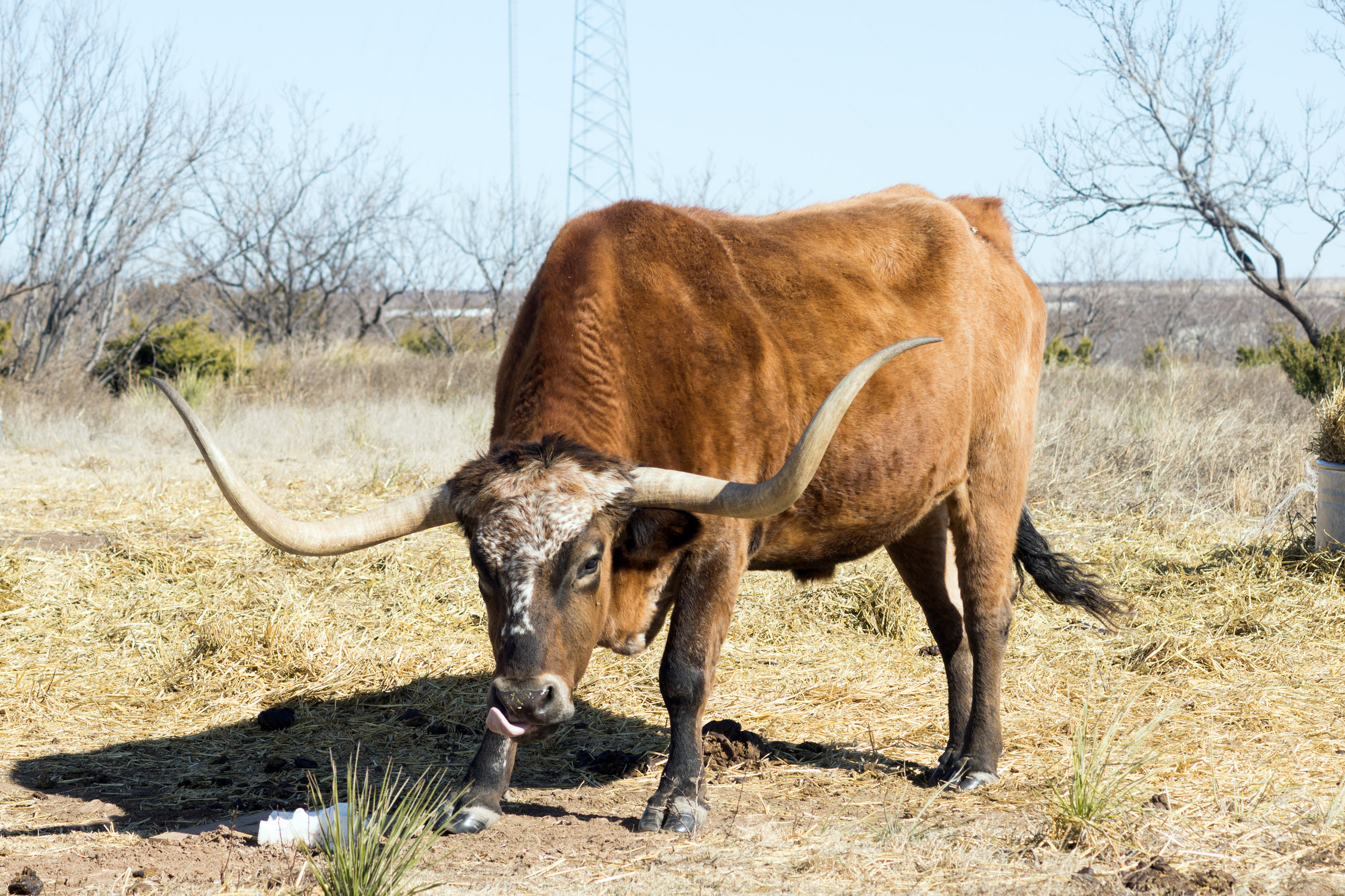 The landscapes. Photographer Irina Kozhemyakina. Houston
