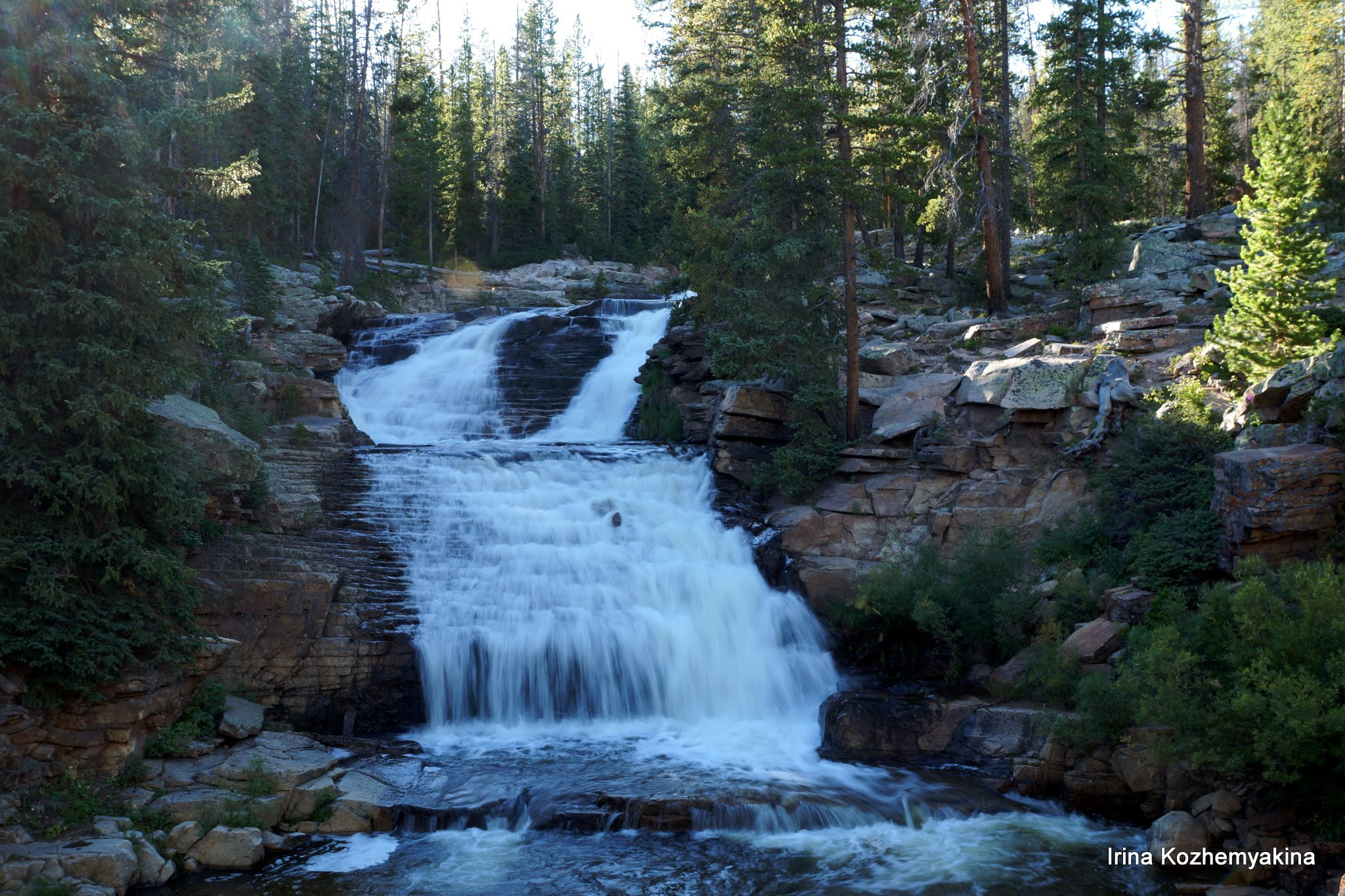 2014-08-10, Mushrooms. Photographer Irina Kozhemyakina. Houston